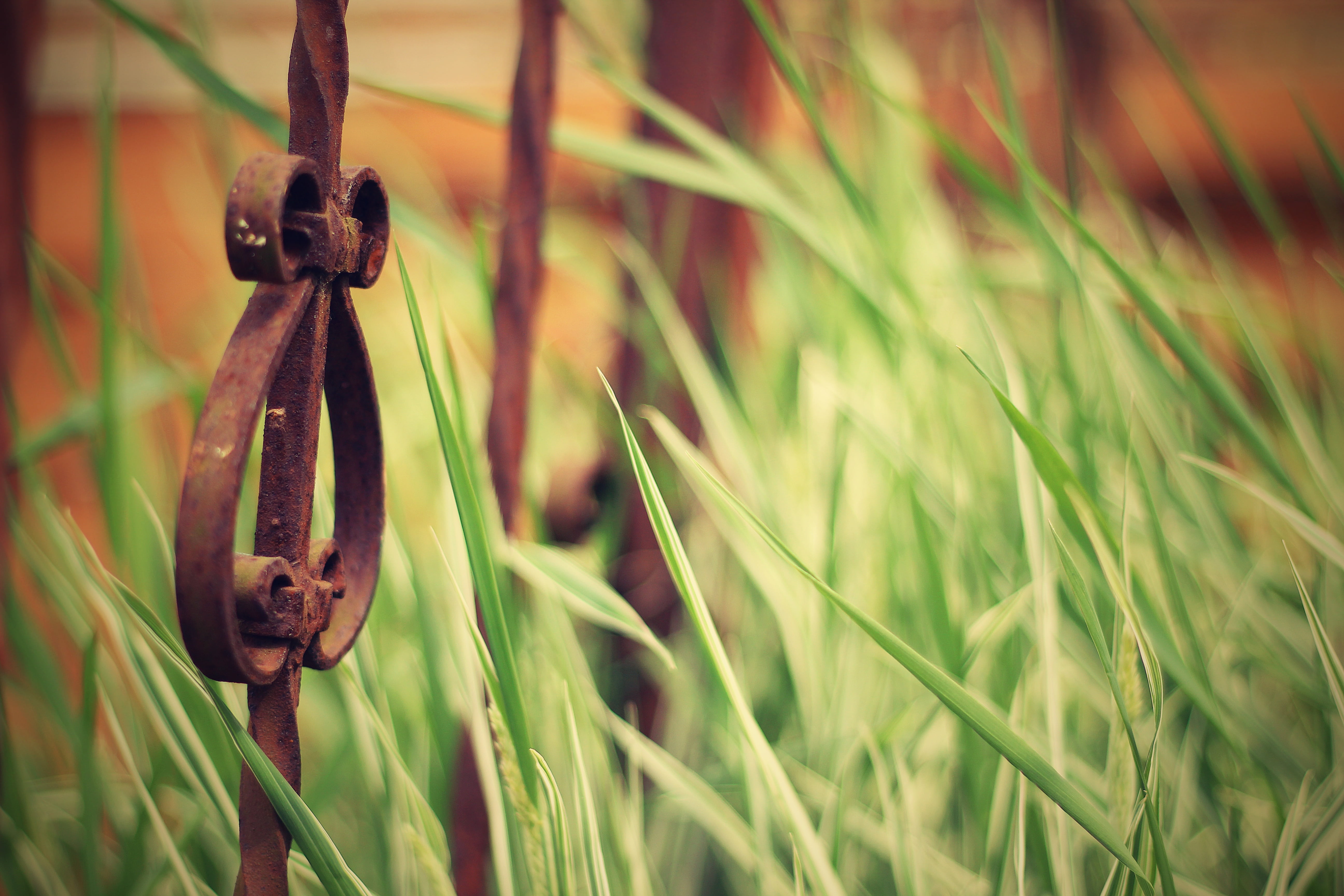 focus on foreground, wrought, tranquility, design, day, invertebrate, wall, ornamental, garden, blade of grass, selective focus, ornate, growth, security, HD Wallpaper