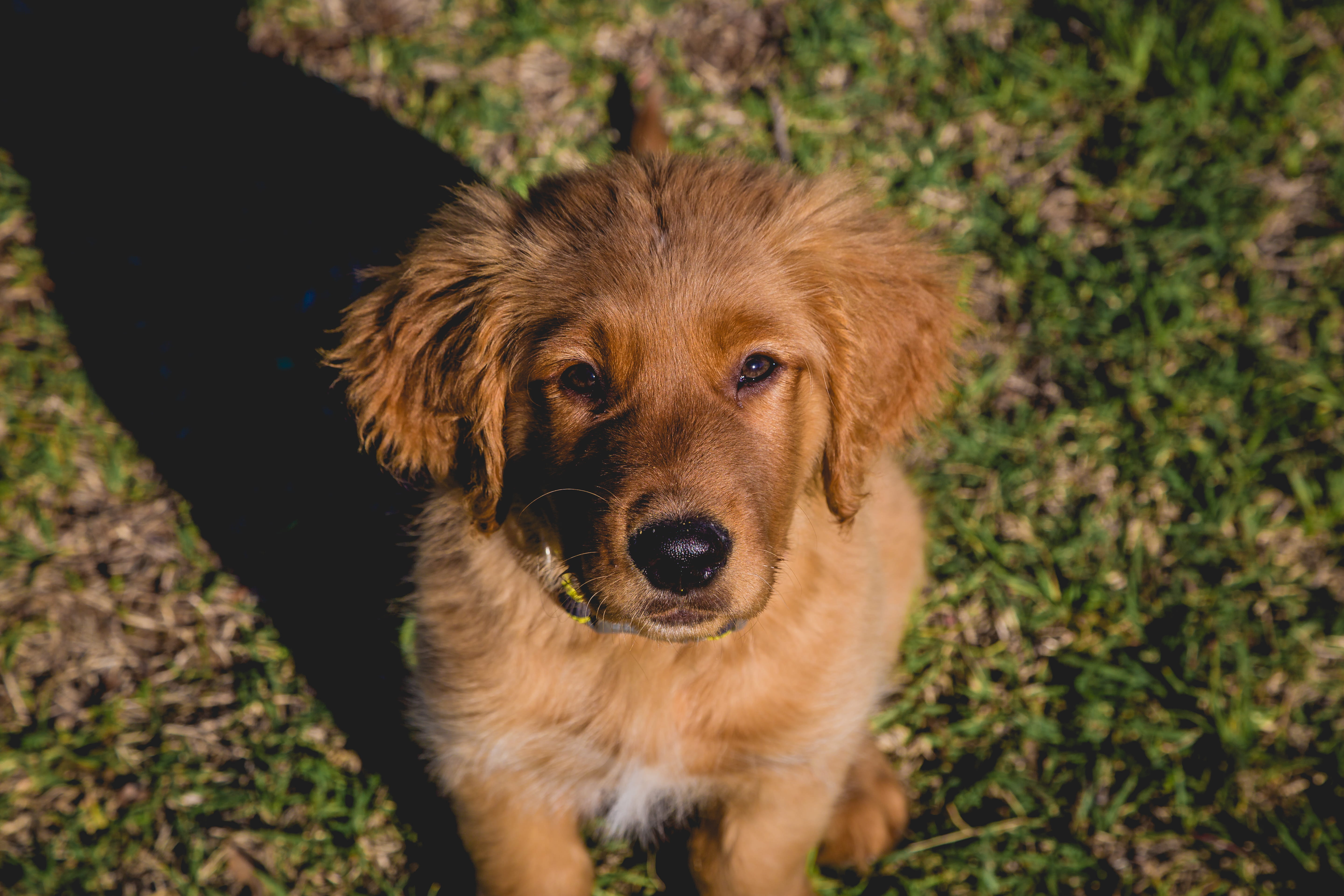 animal, high angle view, happy, mammal, 5K, united states, cisco, day, looking at camera, vertebrate, puppy, one animal, field, cute, canine, land, animal head, HD Wallpaper