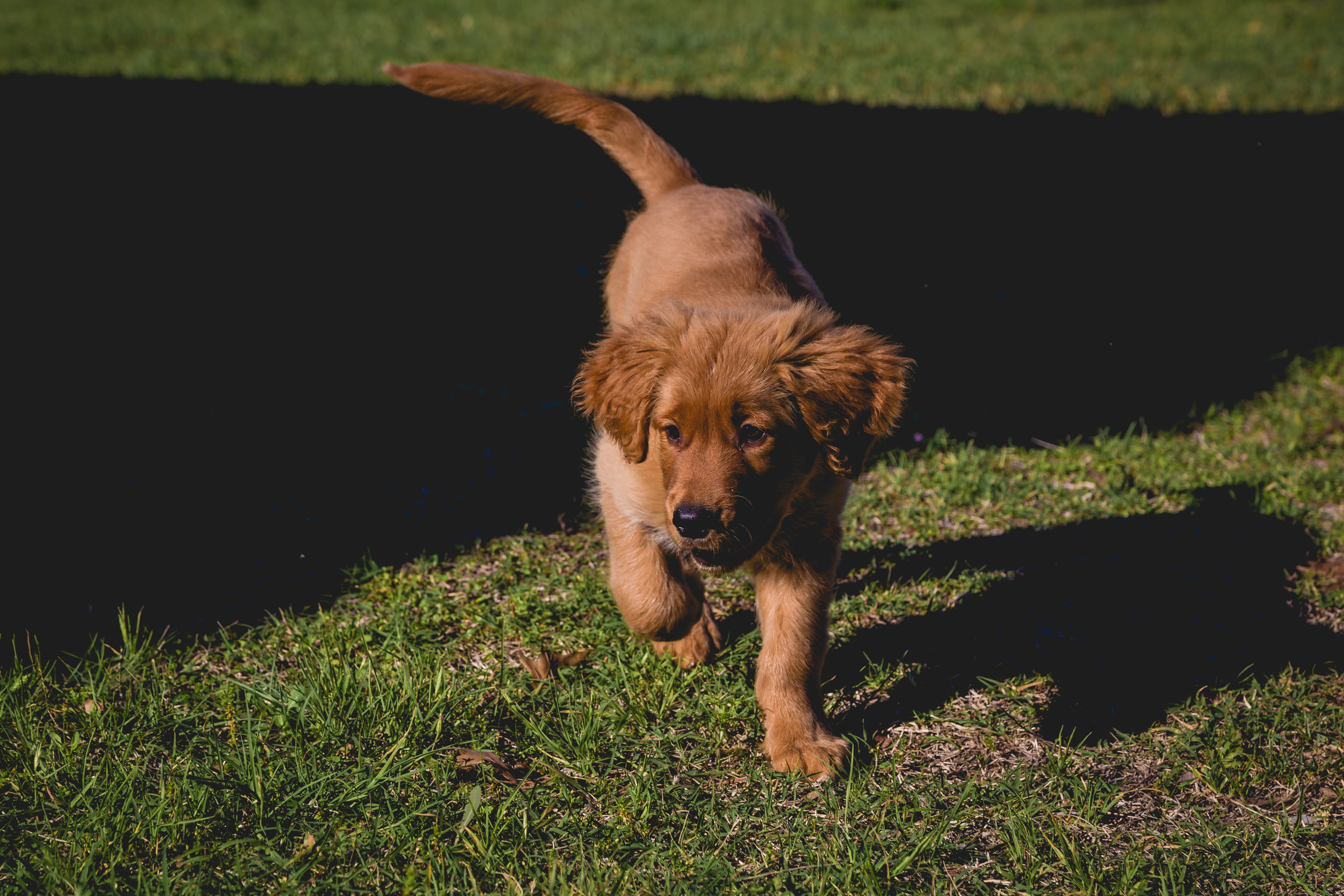 pets, mammal, puppy, playtime, outdoors, dog, golden retriever, grass, sunlight, domestic, playing, one animal, day, domestic animals, animal themes, 5K, HD Wallpaper