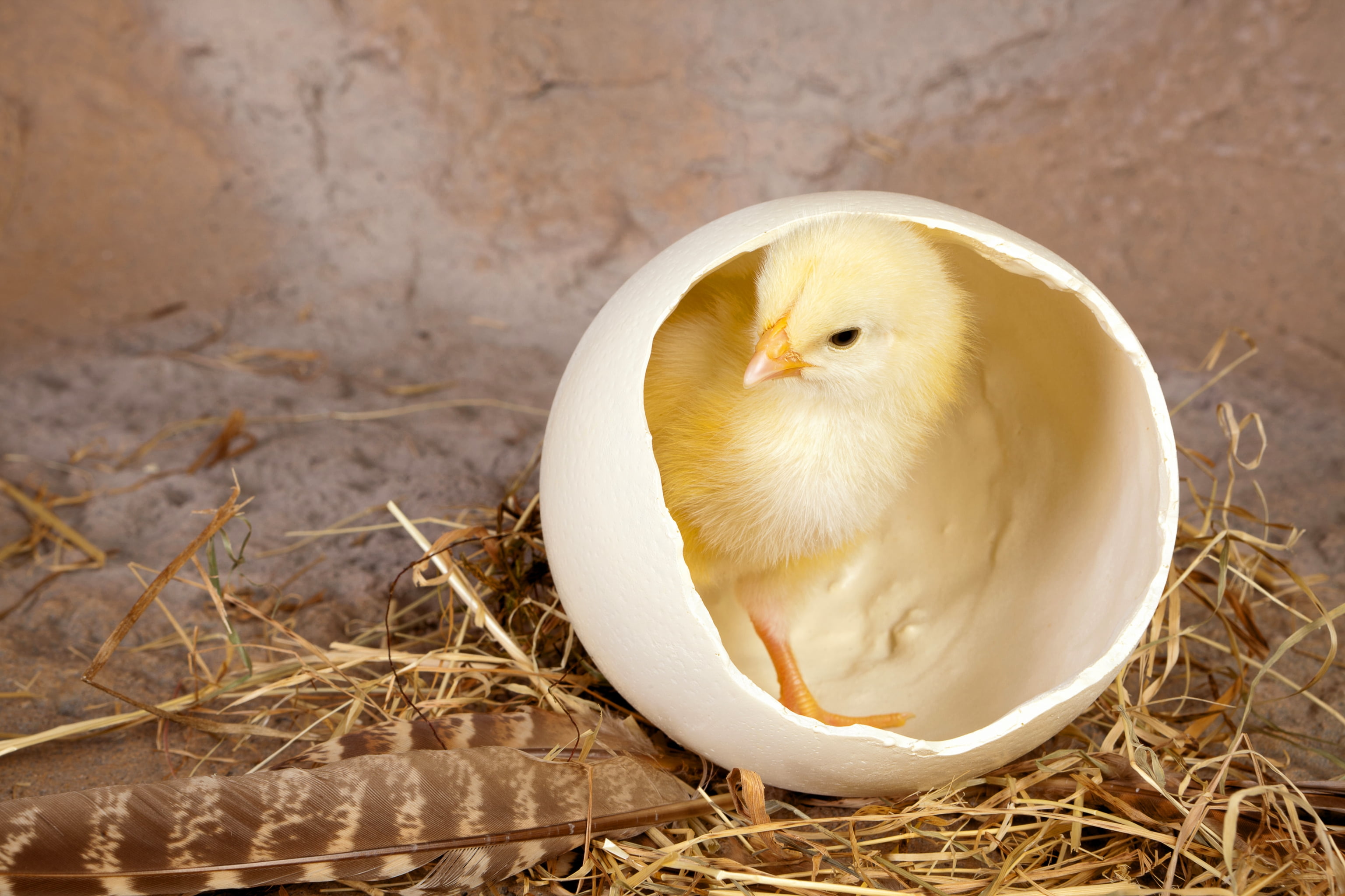 young Animal, animal, feathers, nature, new Life, chick, baby Chicken, beak, small, domestic, agriculture, close-up, white, pets, fluffy, yellow, egg, feather, HD Wallpaper