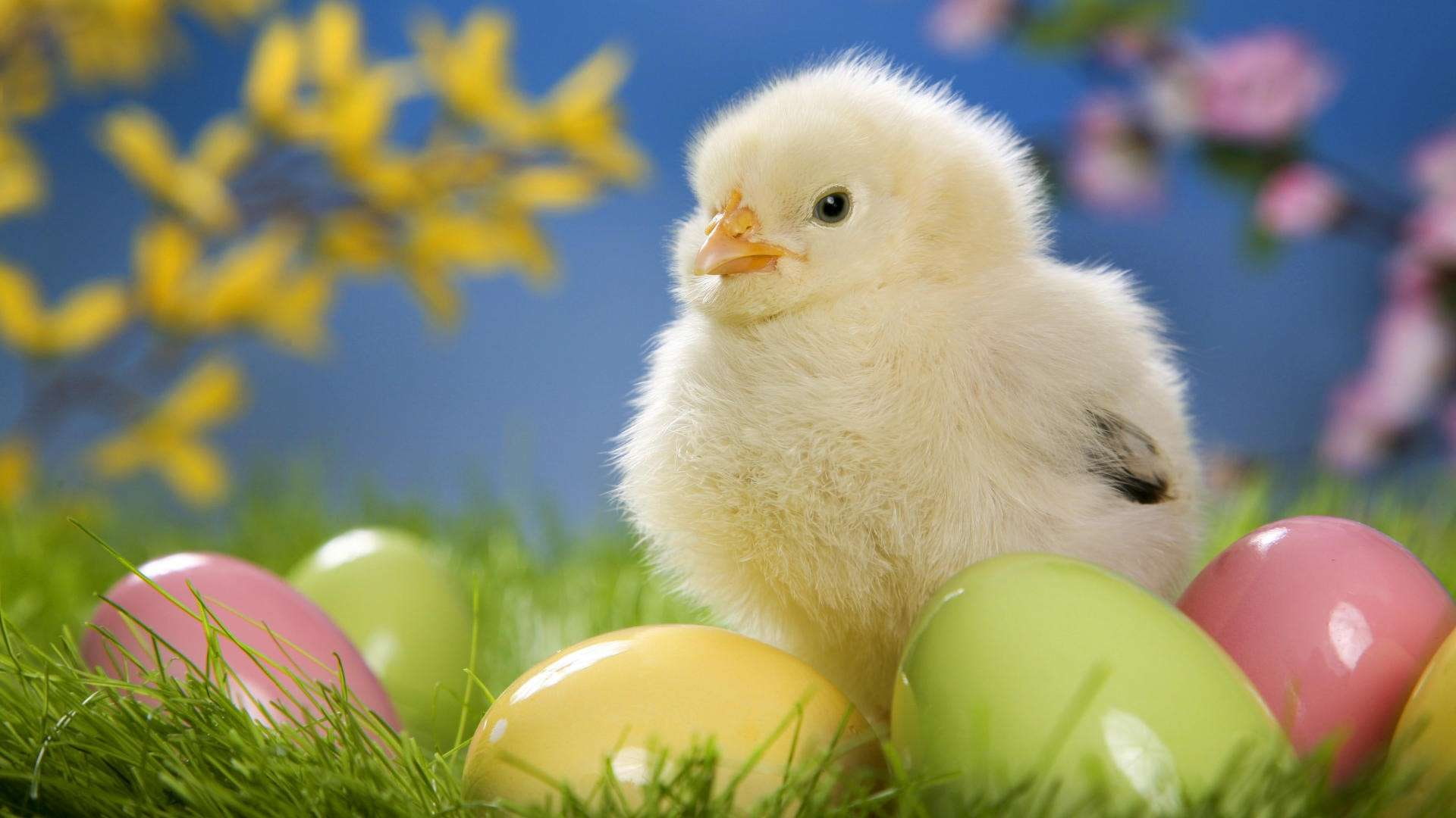 hd, easter, chicken, fluffy, chick, eggs, cute, 1080P, plants, grass, HD Wallpaper