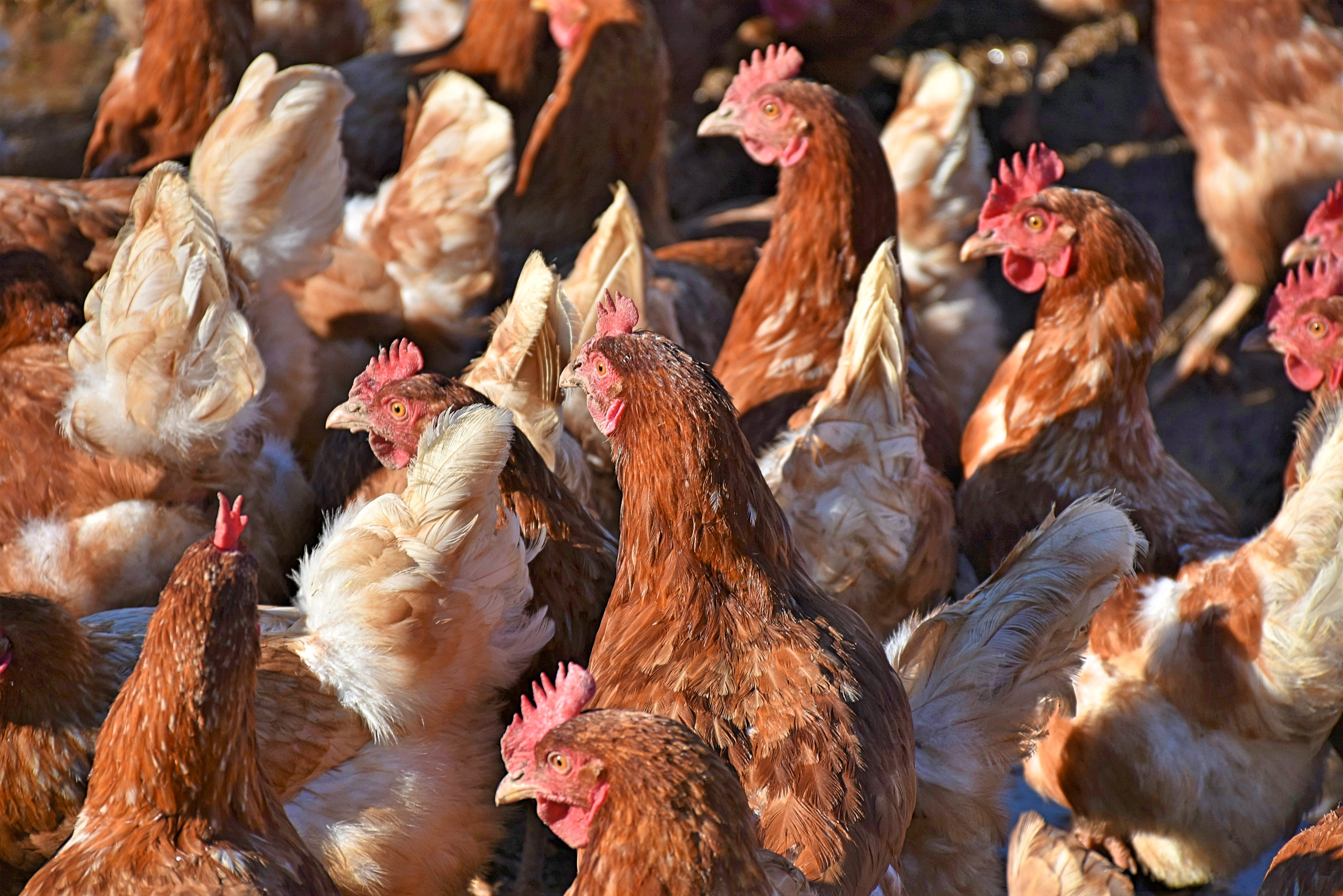 outdoors, range, livestock, agriculture, male animal, animal, poultry, outdoor, domestic animals, bio, cattle, no people, bill, domestic, chicken, rooster, HD Wallpaper