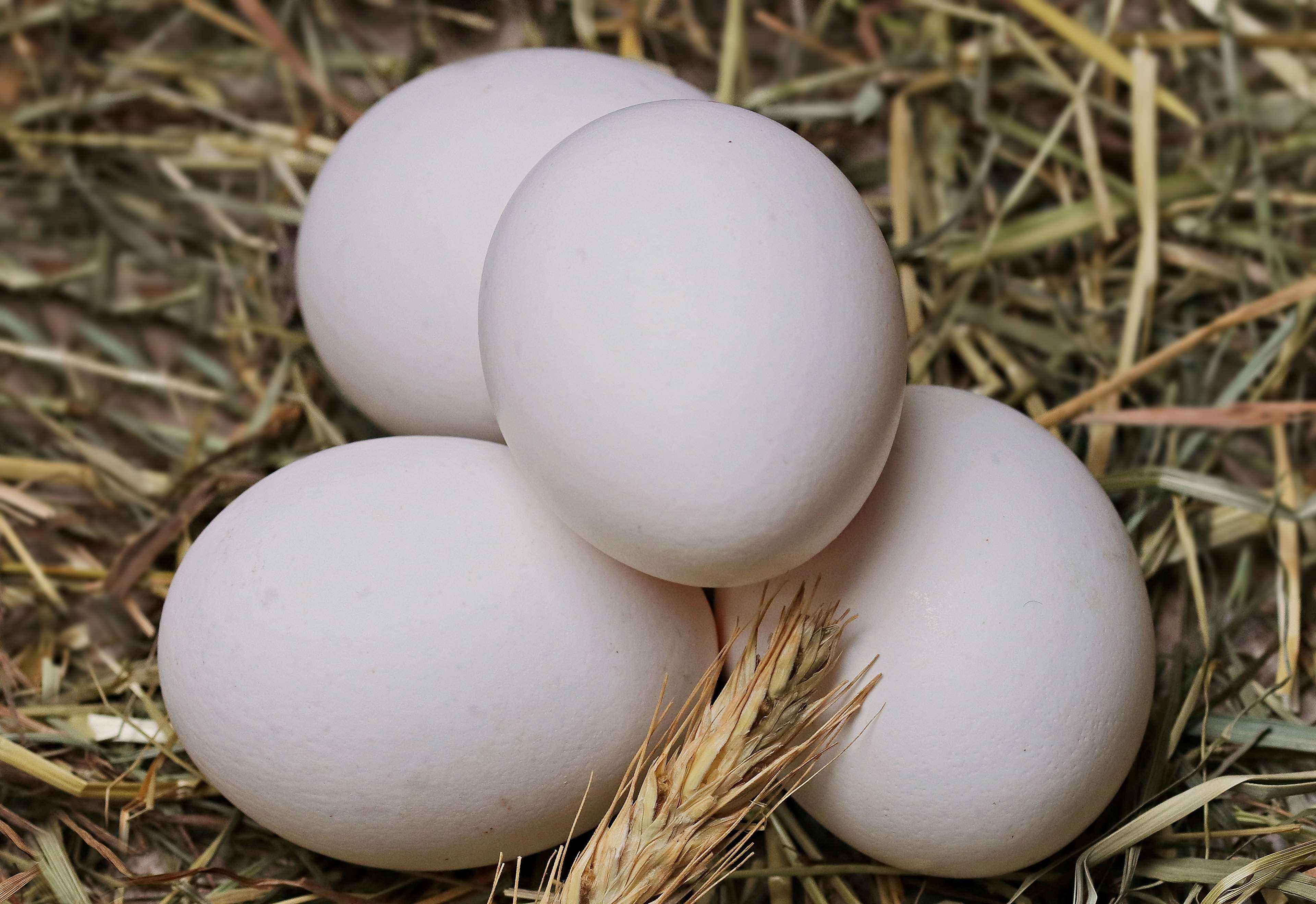 plant, vulnerability, close-up, easter, animal egg, bird nest, nutrition, 4K, white, high angle view, still life, chicken eggs, food and drink, straw, HD Wallpaper