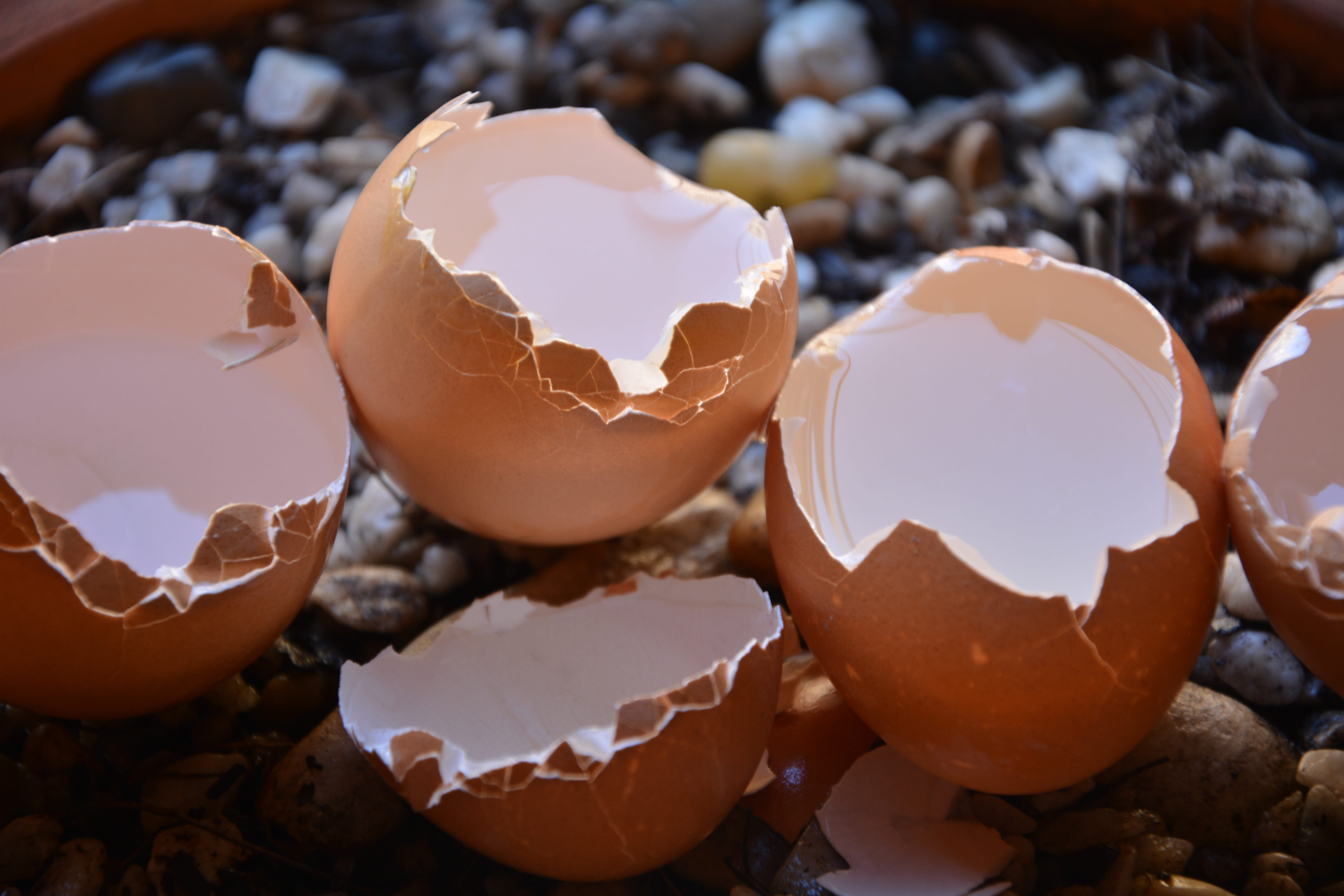 focus on foreground, fragility, food, 5K, shell, breaking, eggshells, cracked, eggshell, vulnerability, nest egg, photography, temptation, Shells, egg yolk, HD Wallpaper