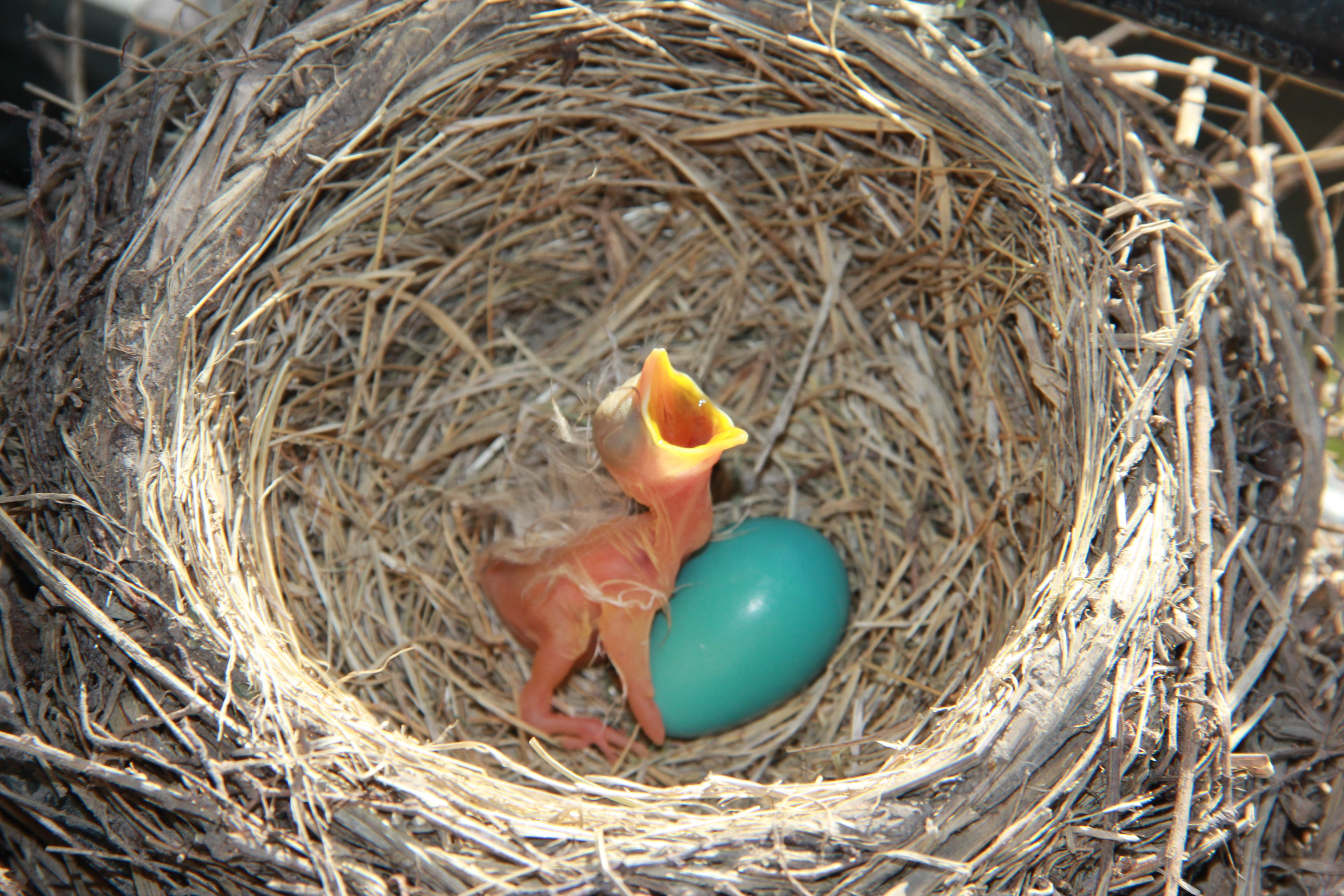 vertebrate, security, animal egg, baby, young animal, nest, young bird, day, new life, protection, beside, animal nest, outdoors, s, animal, nature, beginnings, HD Wallpaper