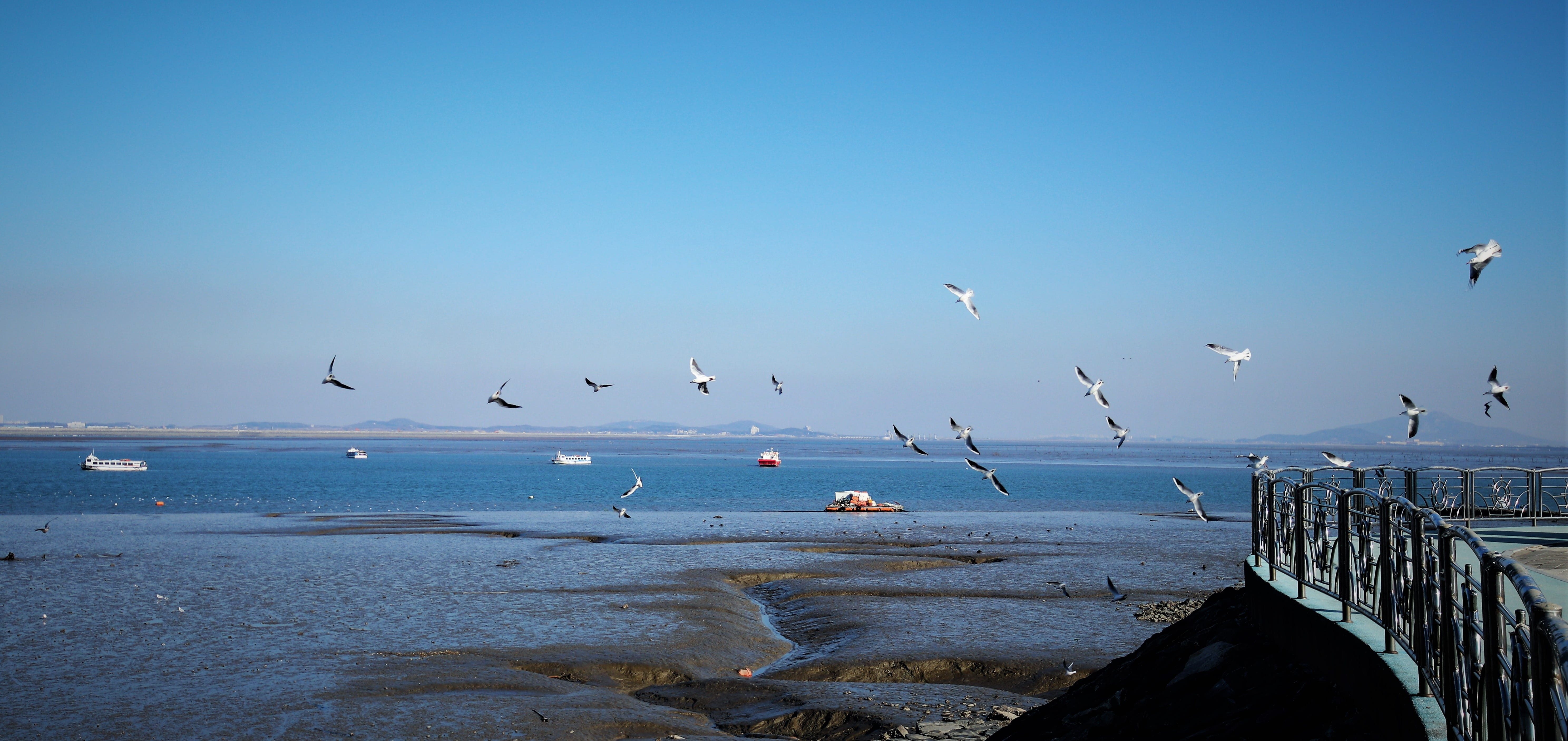 nature, the nature of the, chilly, no people, season them, screen, panorama, animal wildlife, vertebrate, cloud, new, flapping its wings, lens, HD Wallpaper