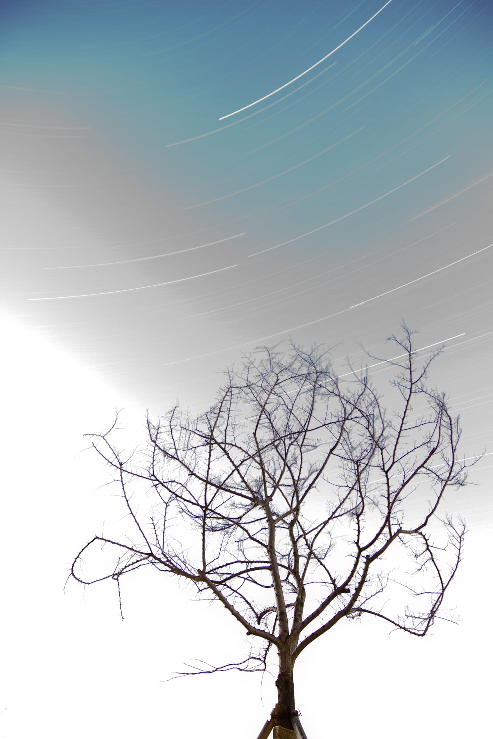 the trajectory of the, low angle view, nature, Failure, star, cable, brightly lit, silhouette, dead plant, Trajectory, sky, scenics - nature, vapor trail, Phone HD Wallpaper