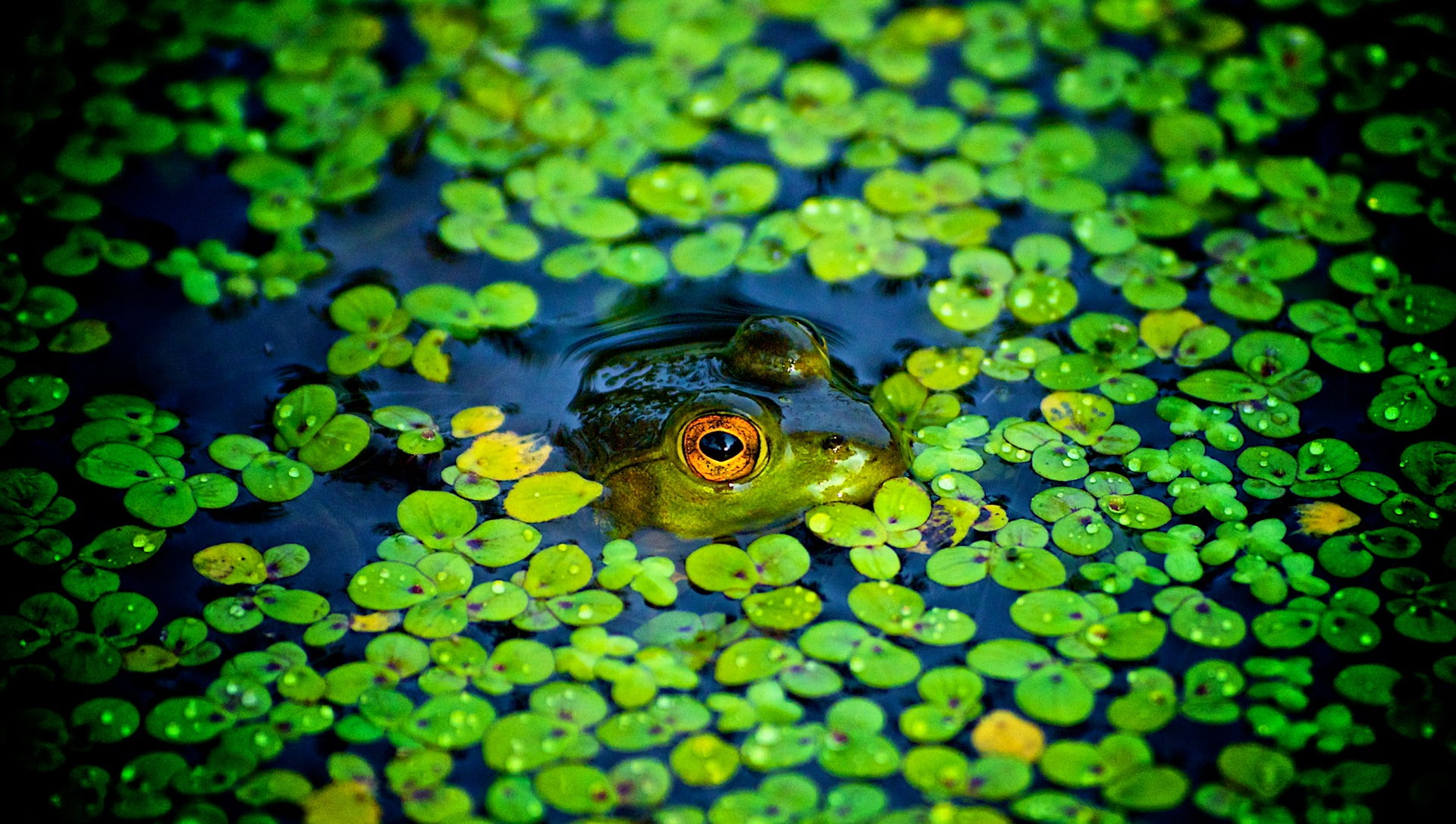1080P, green color, water, frog, one animal, animals, animals in the wild, day, amphibian, marine, close-up, pond, animal themes, no people, animal, animal body part, HD Wallpaper
