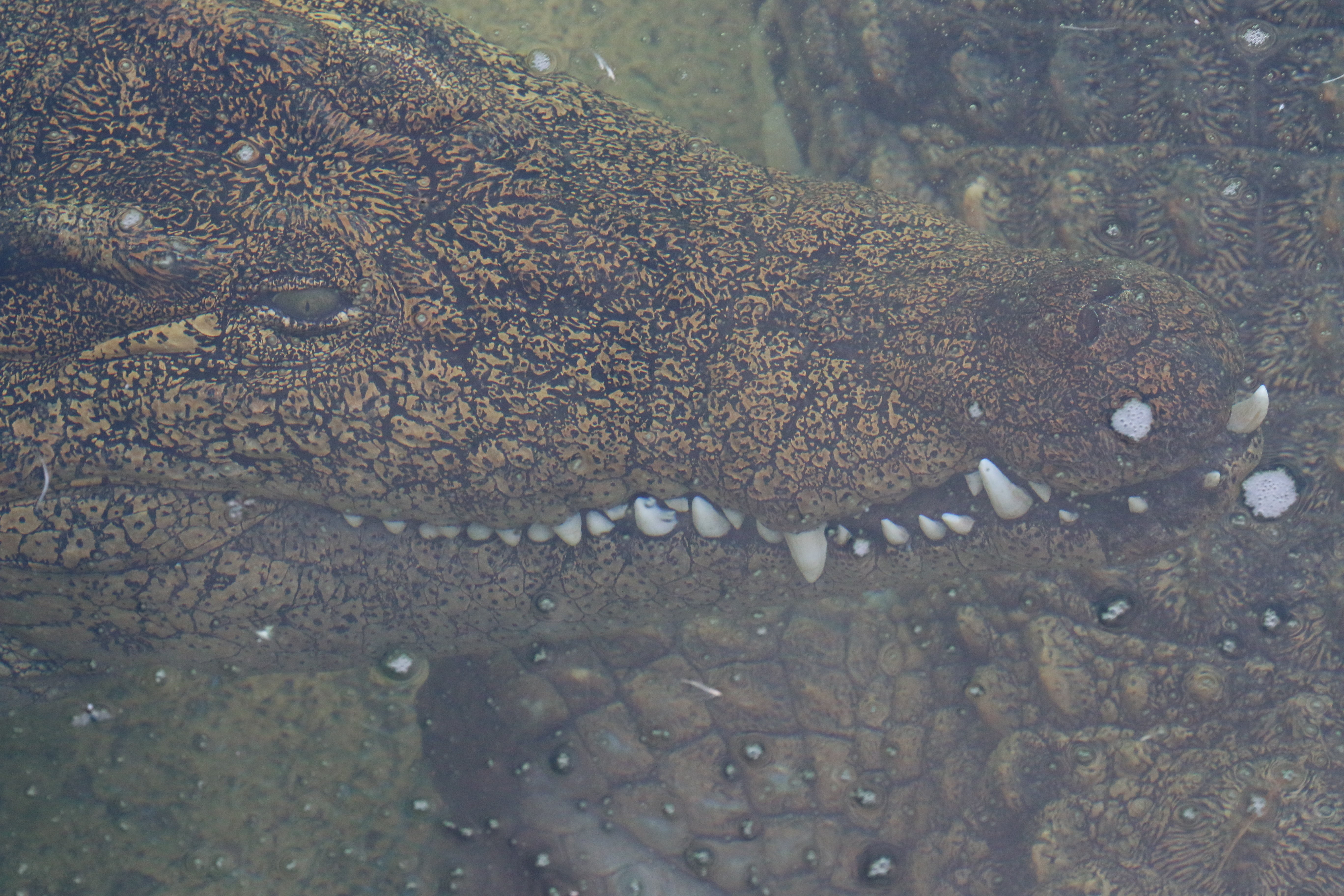 teeth, eyes, river, amphibians, textured, outdoors, jaws, cautious, animal wildlife, zoo, rainforest, nature, pattern, crocodile, wild, animals in the wild, HD Wallpaper