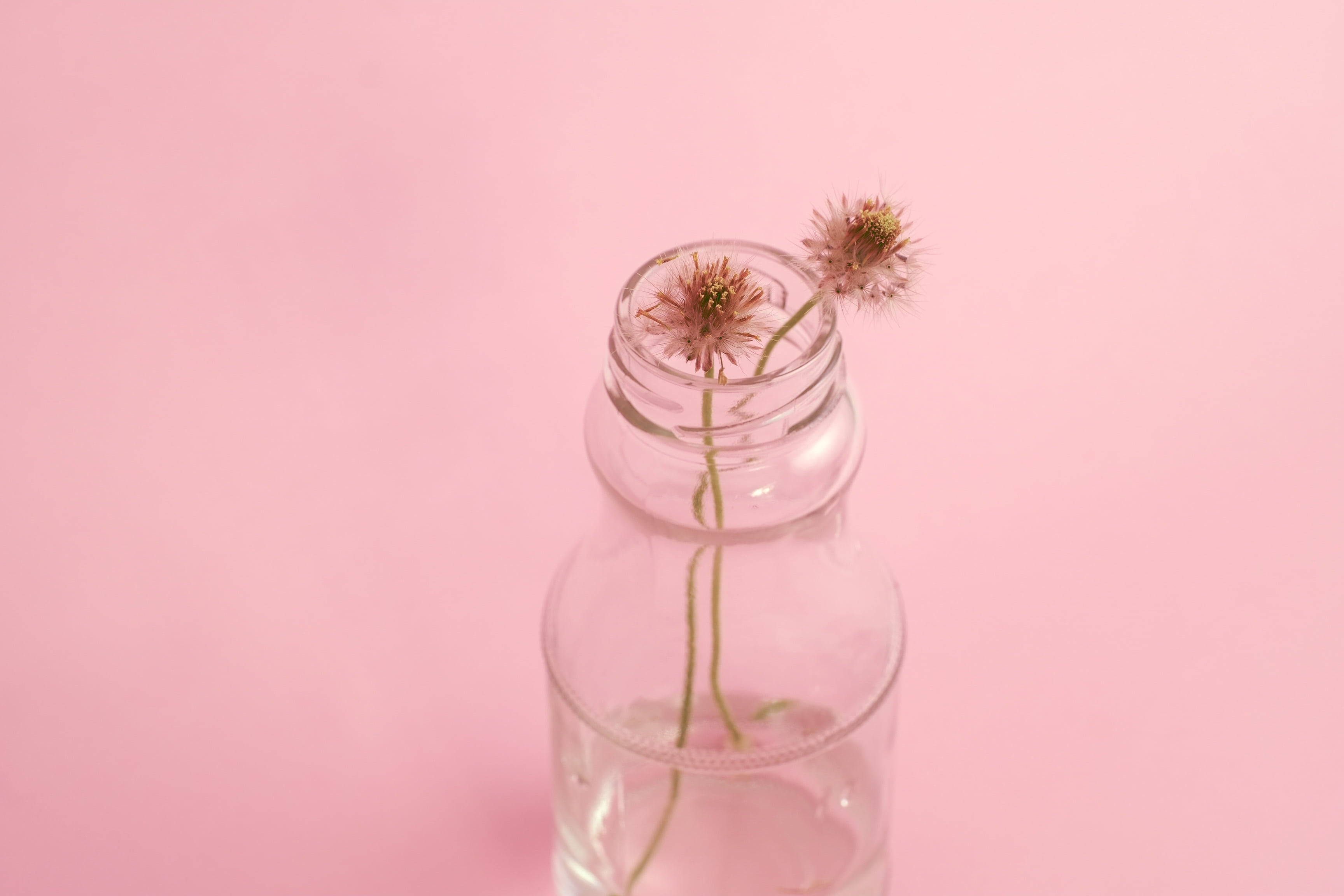 day, home, blossom, studio shot, fresh, plant, small, 2K, luxury, colored background, bottle, container, medicine, indoors, drink, vase, design, bloom, HD Wallpaper