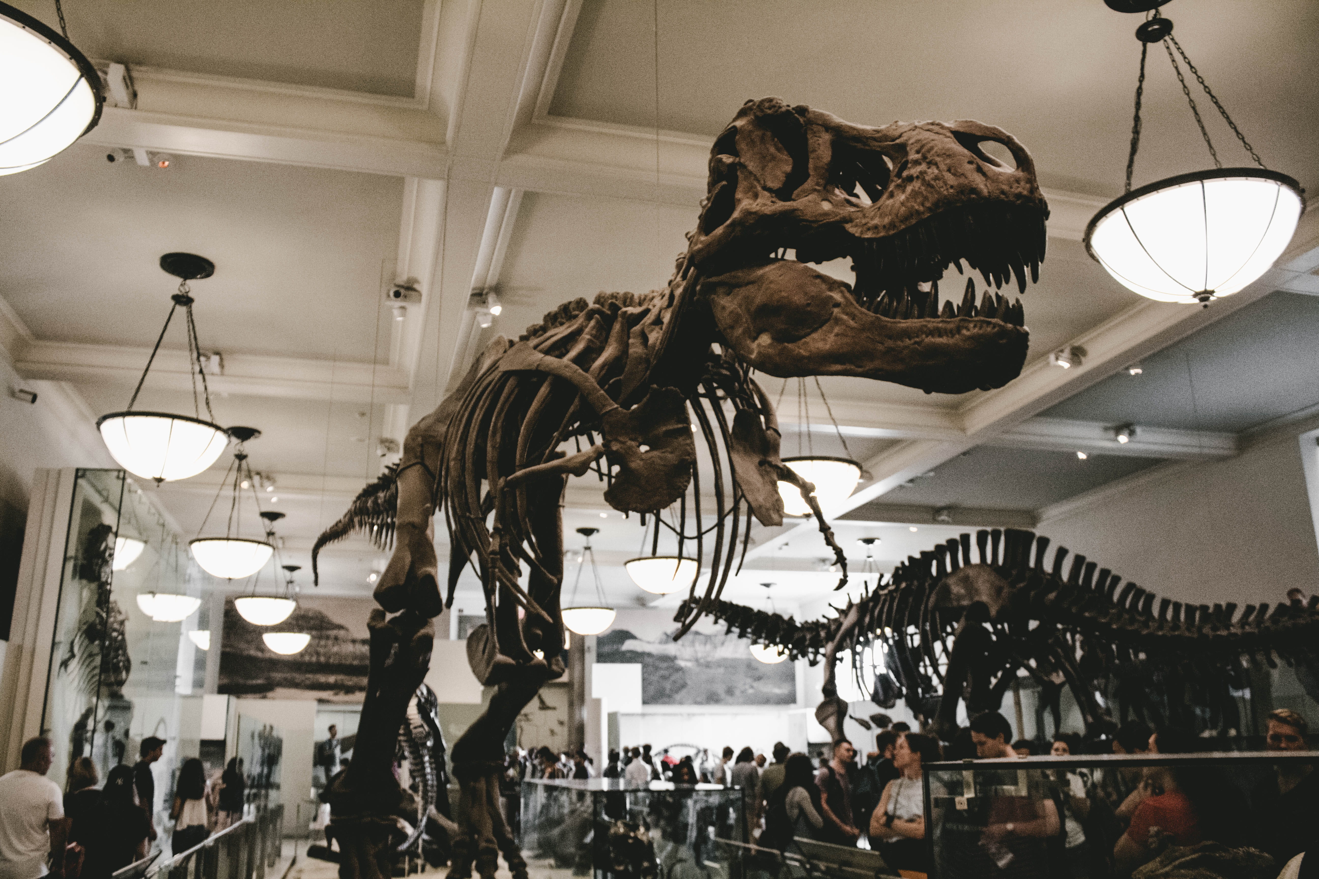 hanging, choice, crowd, american museum of natural history, united states, 5K, art, large group of people, indoors, new york, skeleton, store, performer, HD Wallpaper