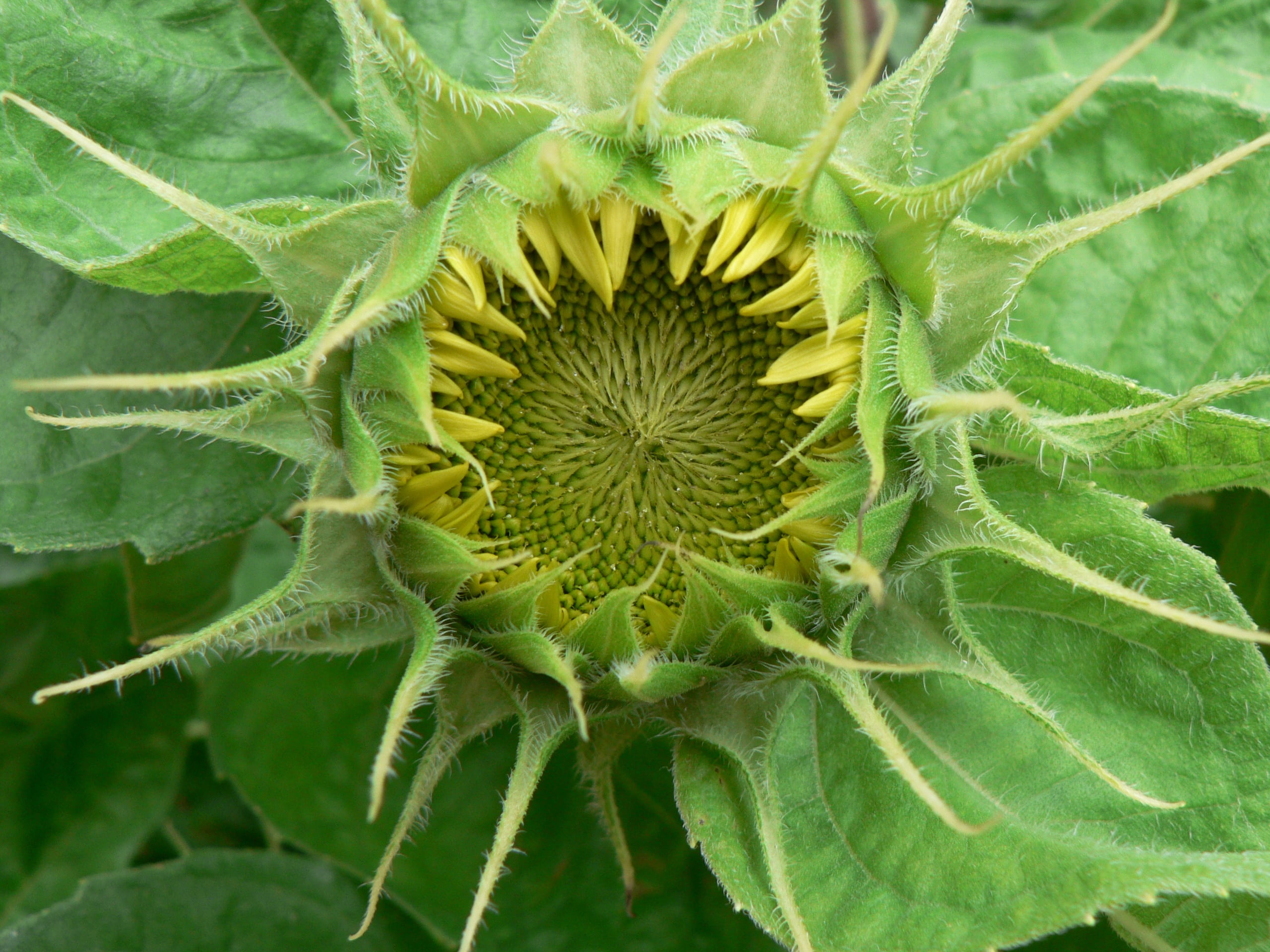 directly above, 2K, sunflower, sepal, leaf, no people, green color, flower head, plant part, yellow, green, food and drink, plant, nature, outdoors, freshness, HD Wallpaper