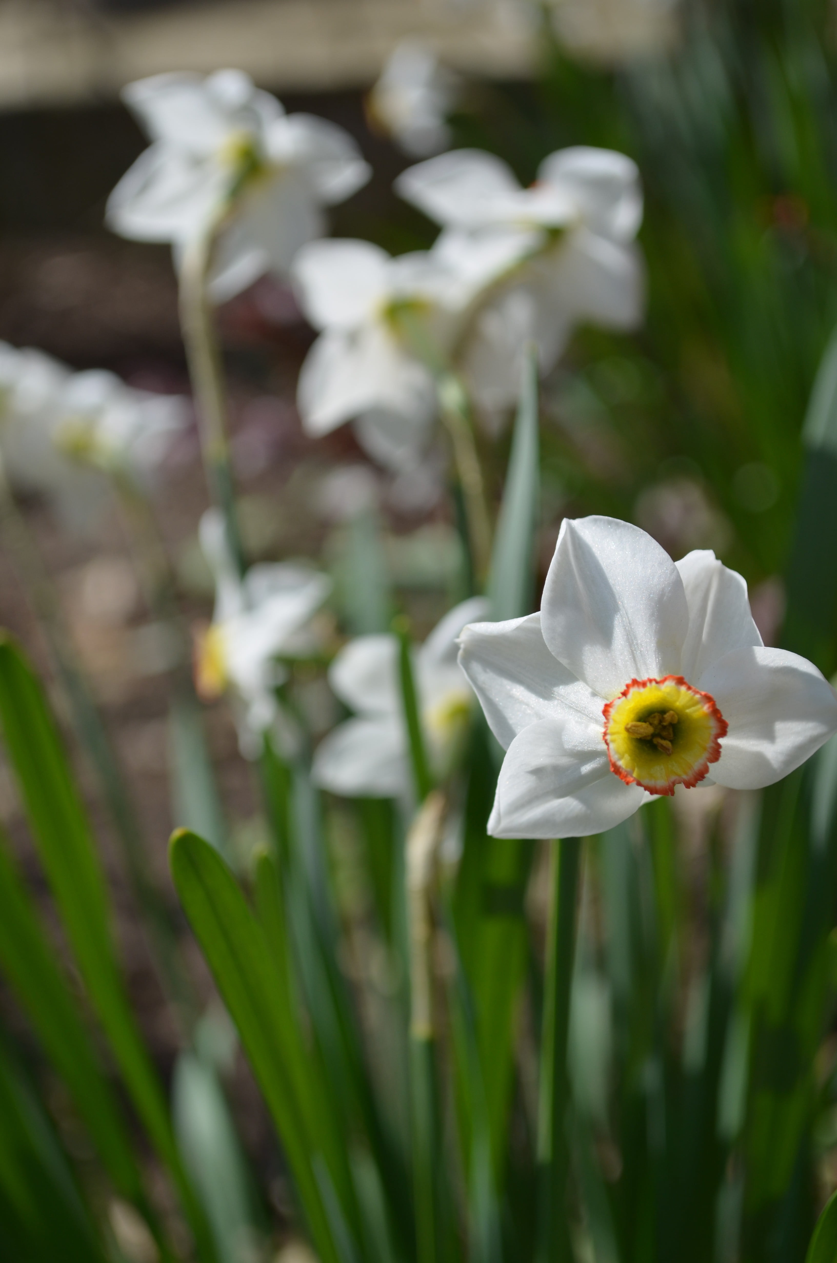 yellow, grass, white color, growth, botany, flowering plant, flower head, flowers, inflorescence, close-up, iris - plant, flower, plant, no people, vulnerability, Phone HD Wallpaper
