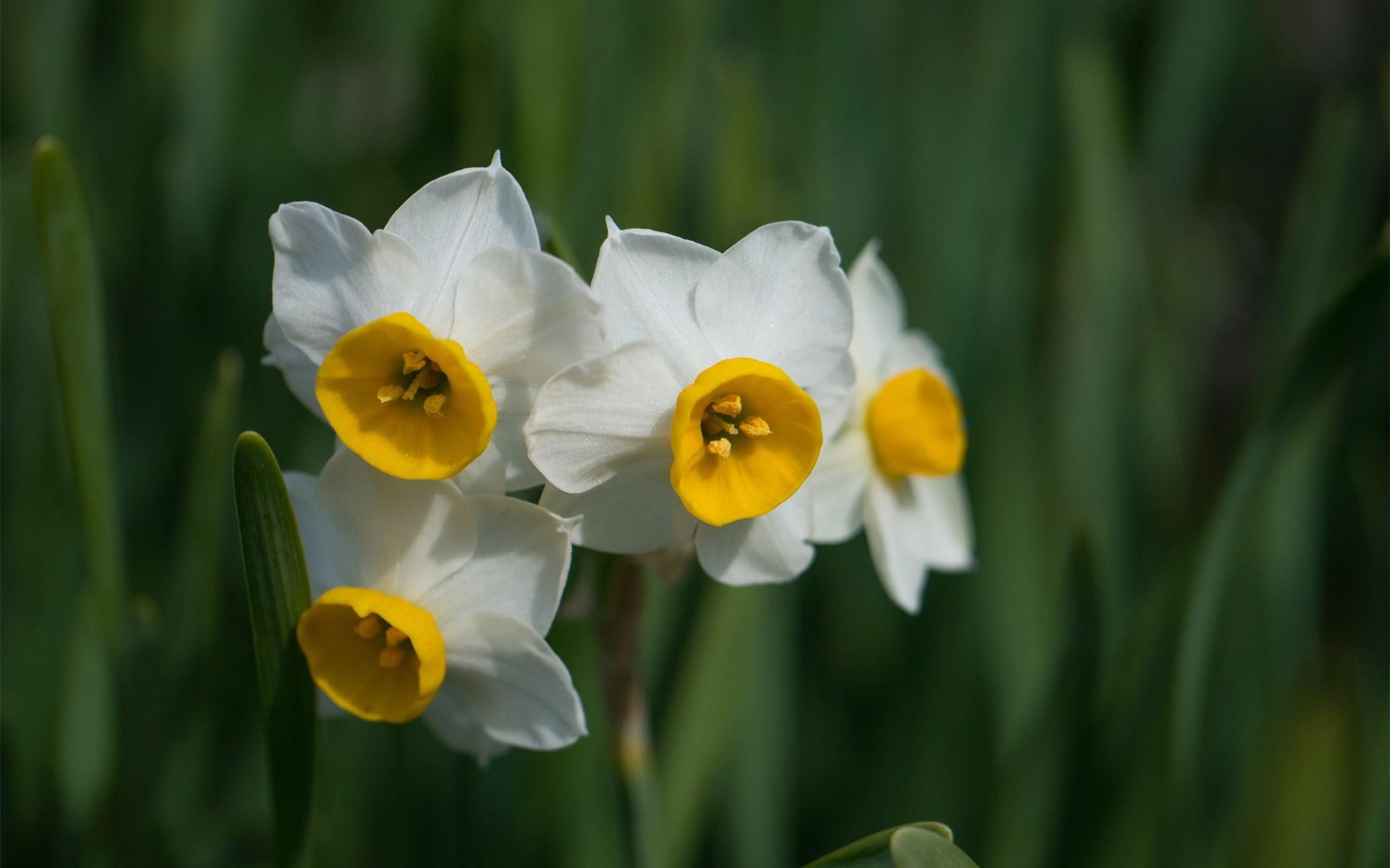 1080P, flowers, daffodils, spring, HD Wallpaper