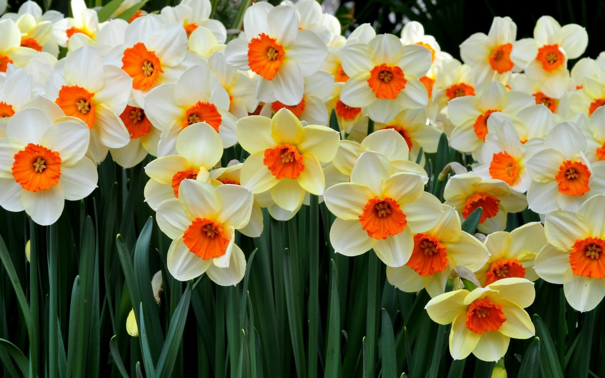 Beautiful, 2K, white, red, Flowers, Daffodils, Many, yellow, HD Wallpaper