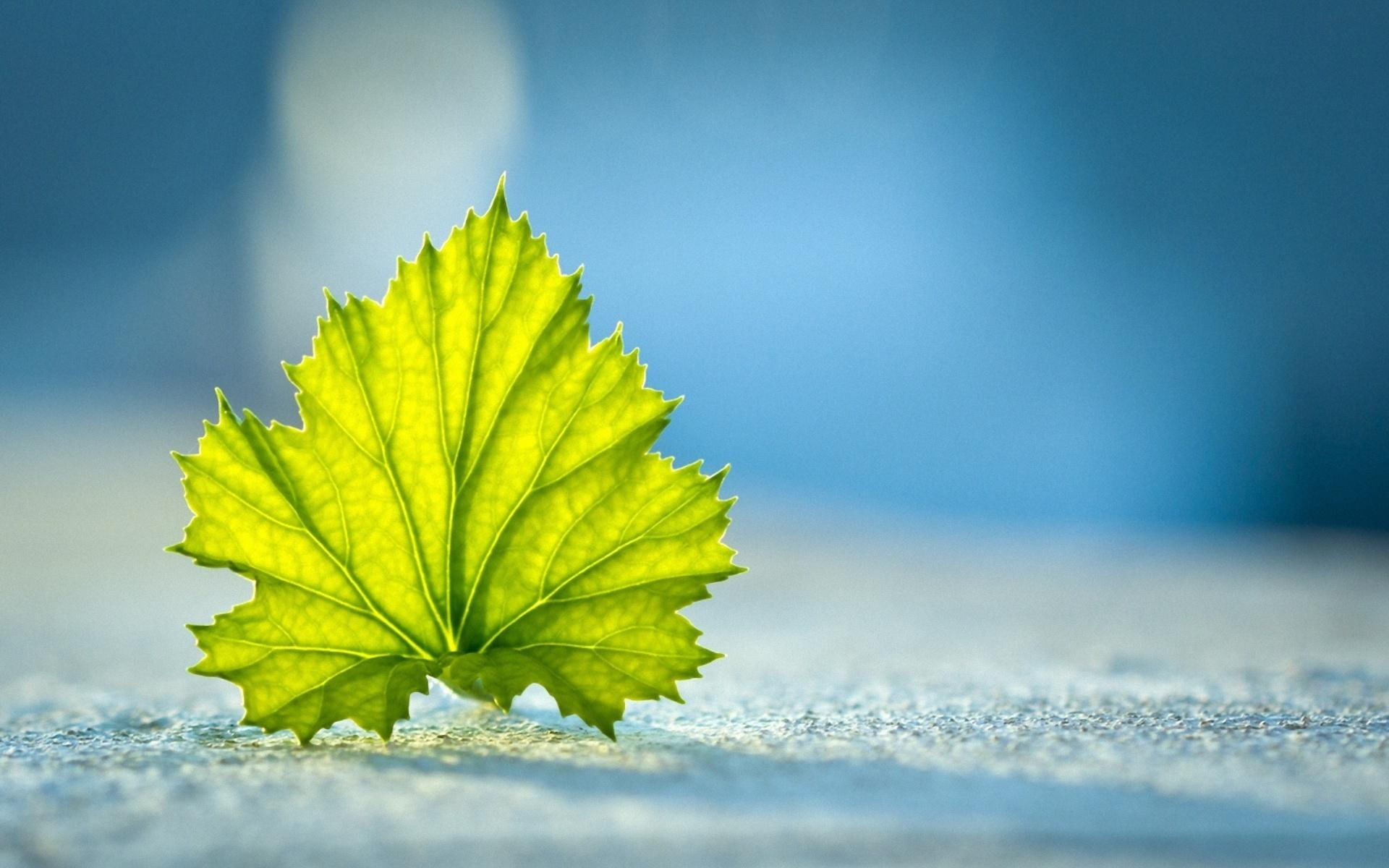 blue, green, leaf, 3d and abstract, 1080P, nature, single, HD Wallpaper