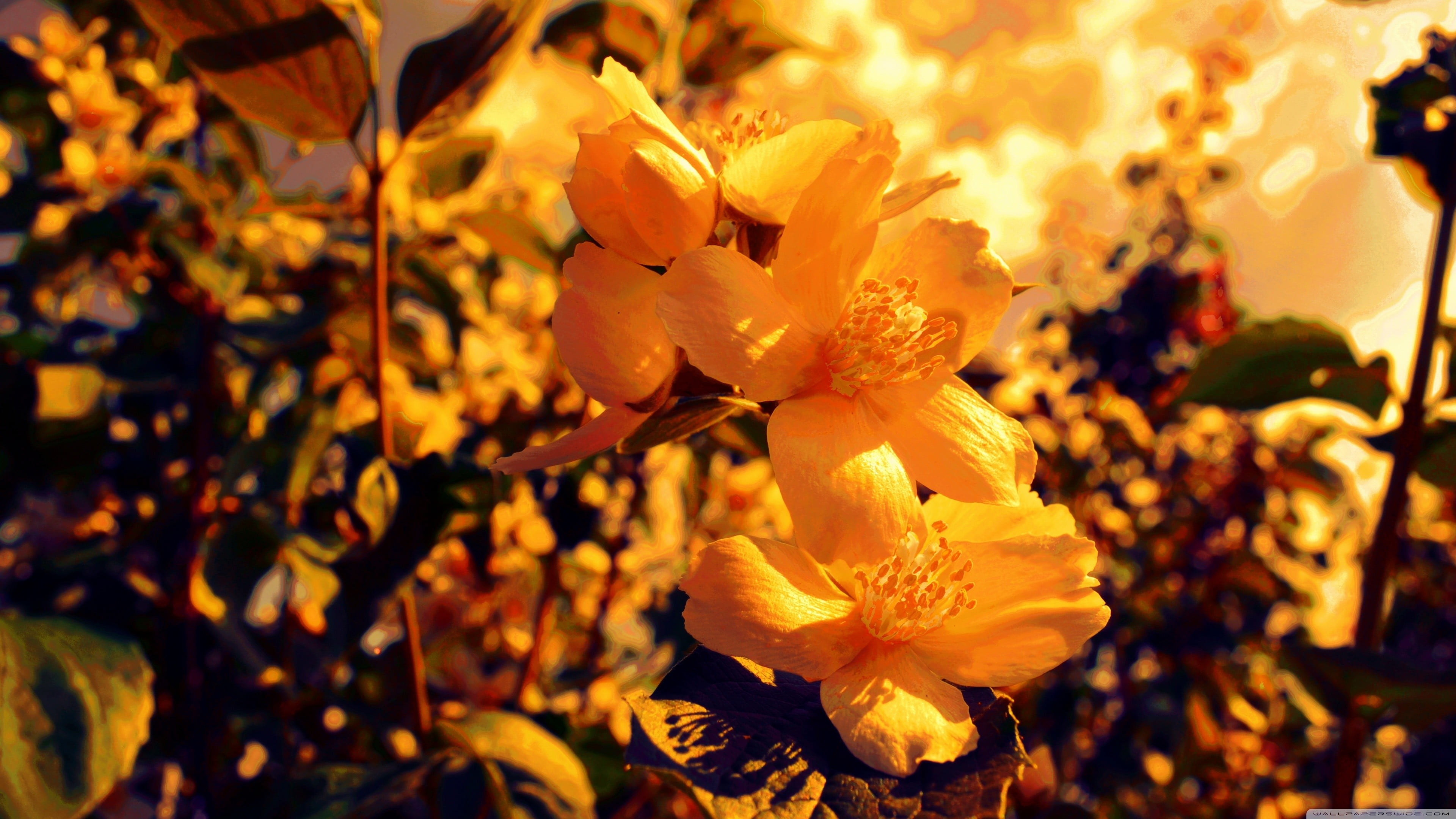 daffodil, flowering plant, flower, fragility, plants, flower head, nature, inflorescence, focus on foreground, yellow, plant, freshness, close-up, 4K, HD Wallpaper