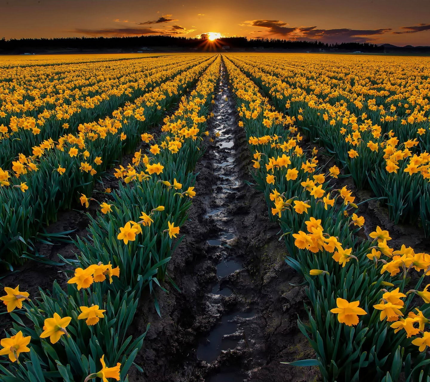 sky, landscape, environment, flower head, tranquil scene, no people, field, flowers, diminishing perspective, agriculture, daffodils, sunset, flower, beauty in nature, HD Wallpaper