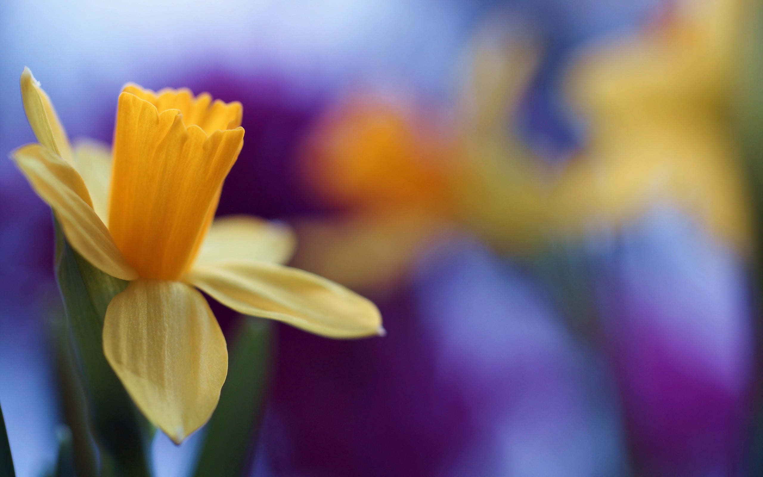 flowers, focus on foreground, women, sepal, day, yellow flowers, macro, inflorescence, close-up, s, soft focus, flowering plant, vulnerability, daffodils, HD Wallpaper