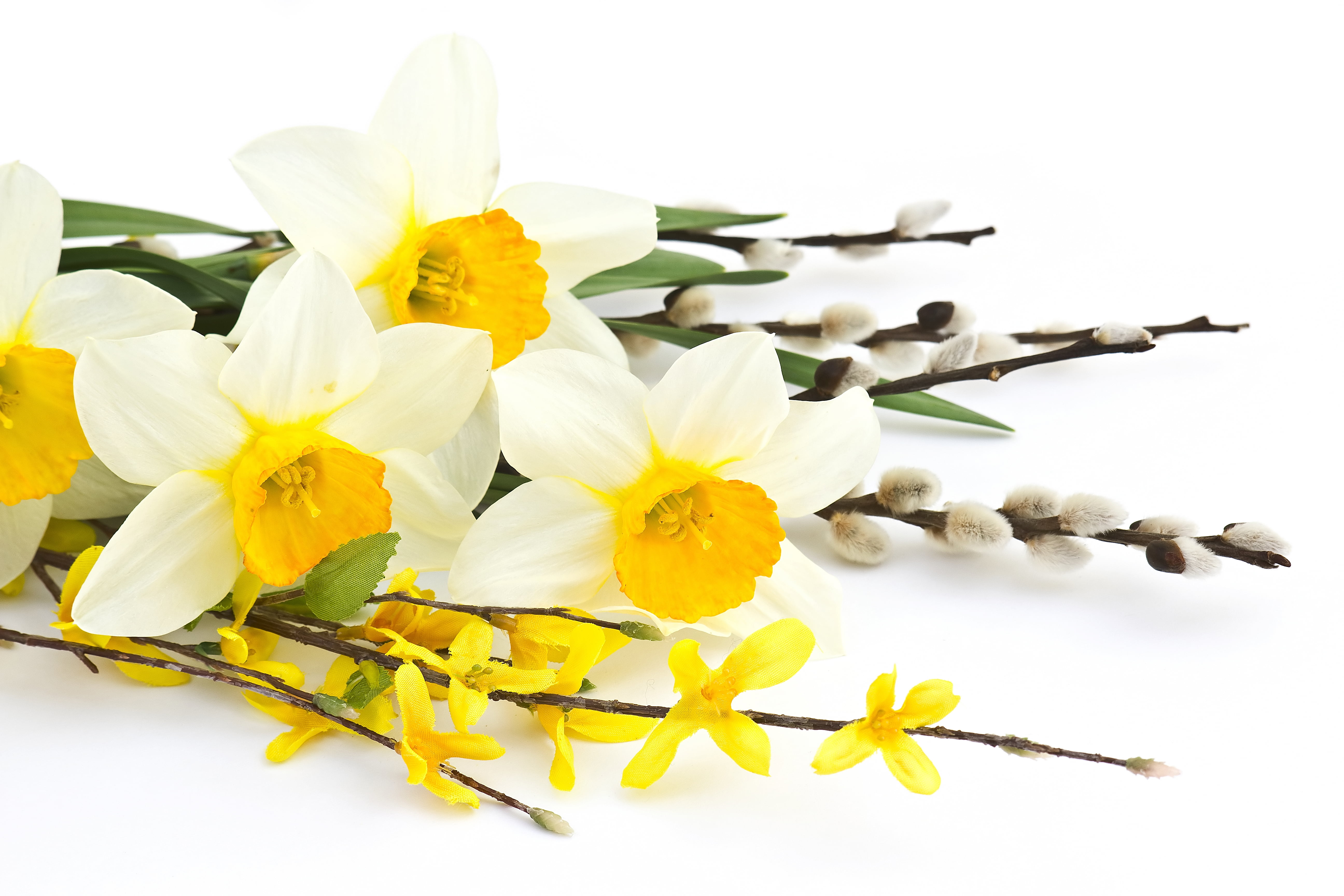 flower arrangement, 5K, branch, beauty In Nature, plant, springtime, blossom, leaf, white color, botany, flower, indoors, season, pollen, studio shot, HD Wallpaper