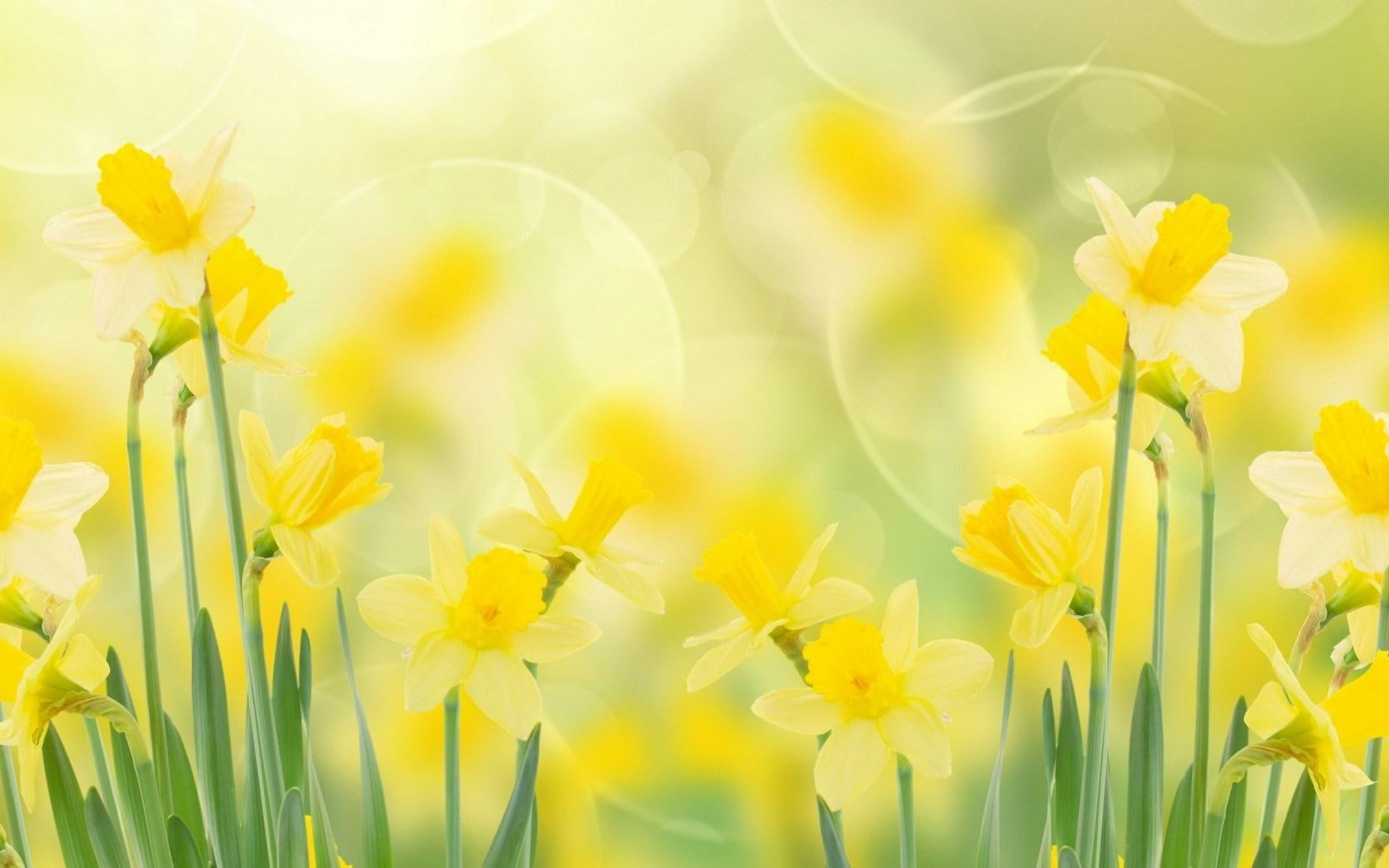 720P, spring, daffodils, HD Wallpaper
