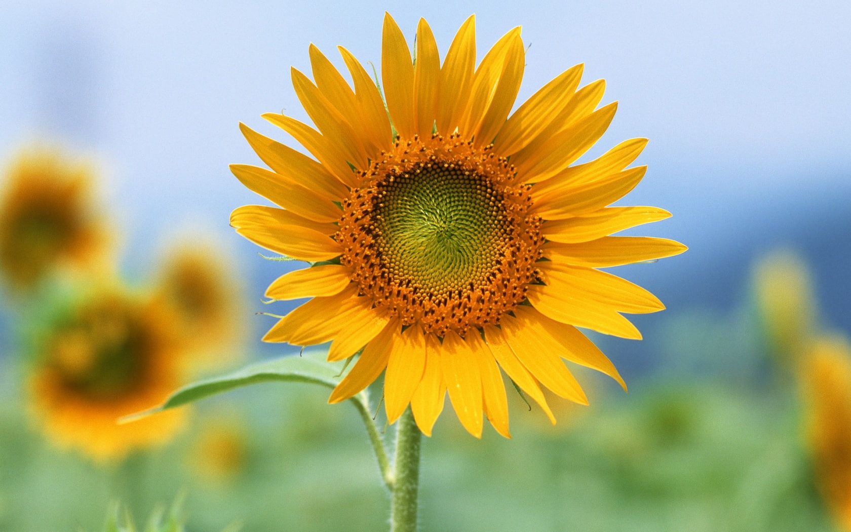 720P, sunflower, flowers, hd, flower, single, sun, HD Wallpaper