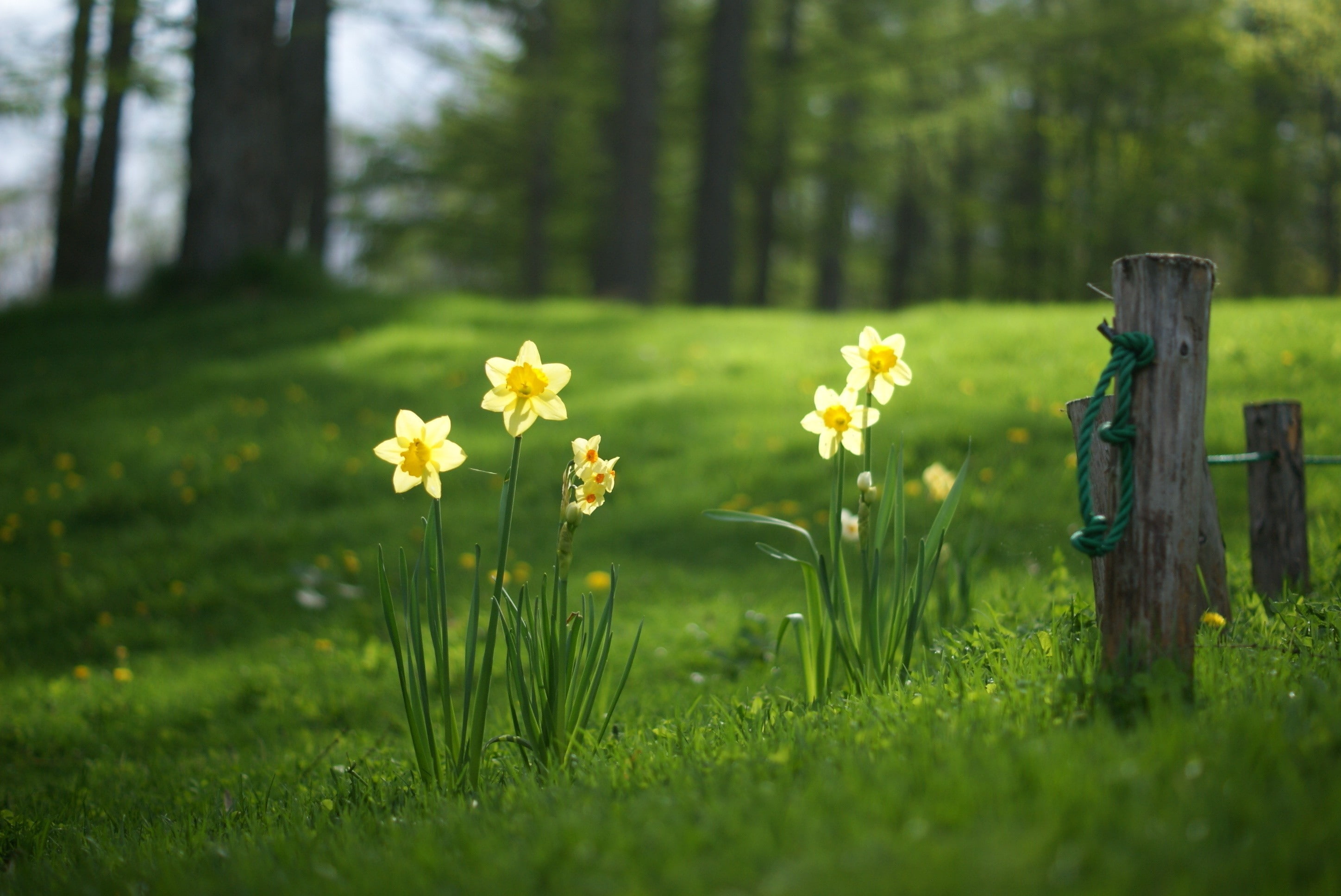 fence, nature, flowers, 2K, grass, daffodils, HD Wallpaper