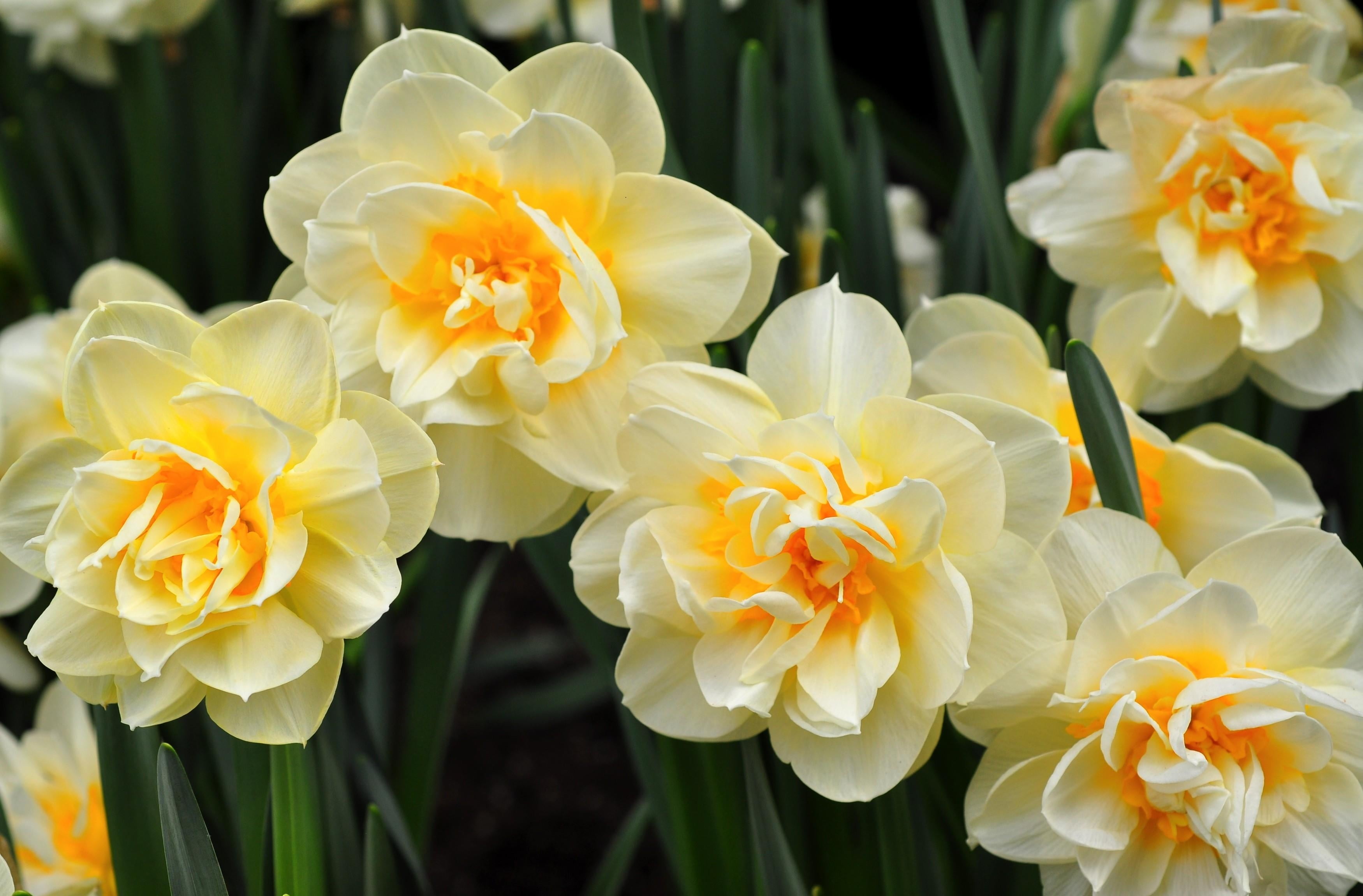 summer, yellow, flowering plant, multi Colored, decoration, no People, backgrounds, spring, 2K, flower arrangement, orchid, springtime, nature, focus on foreground, HD Wallpaper
