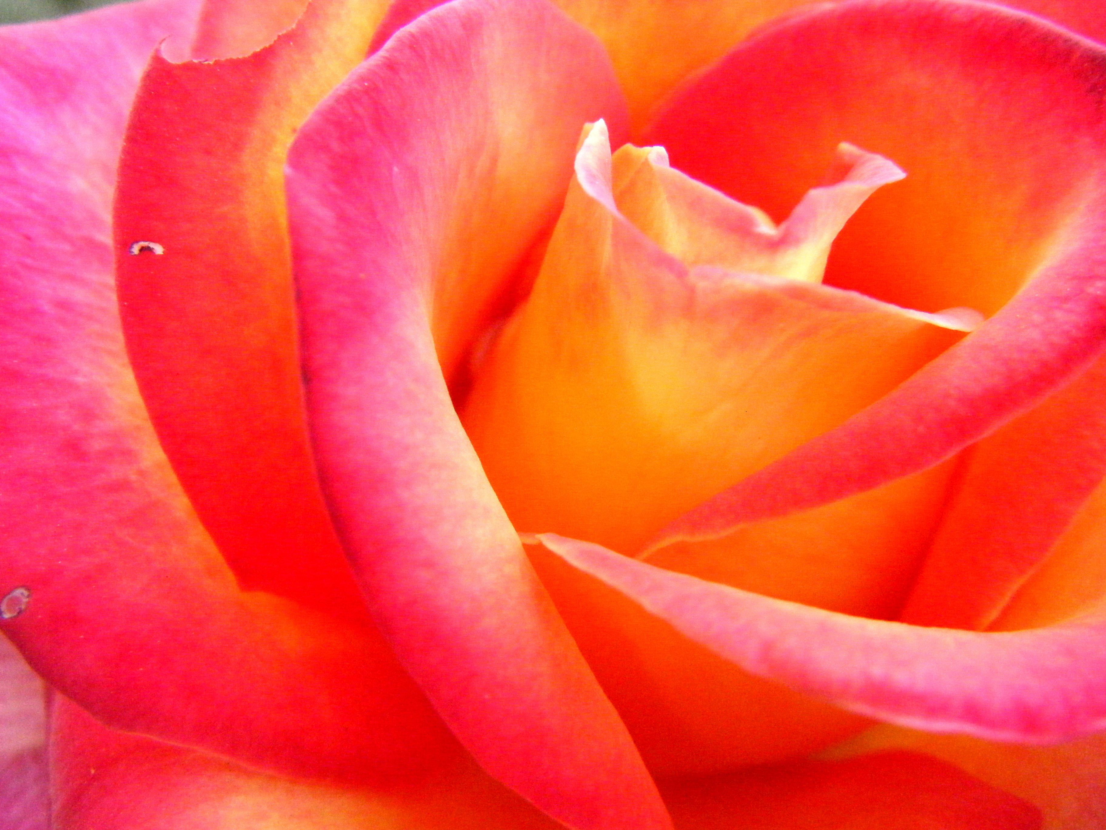 pink Color, flower, flower Head, photography, closeup, plant, petal, beauty In Nature, yellow, close-up, red, macro, single Flower, 2K, nature, rose, HD Wallpaper