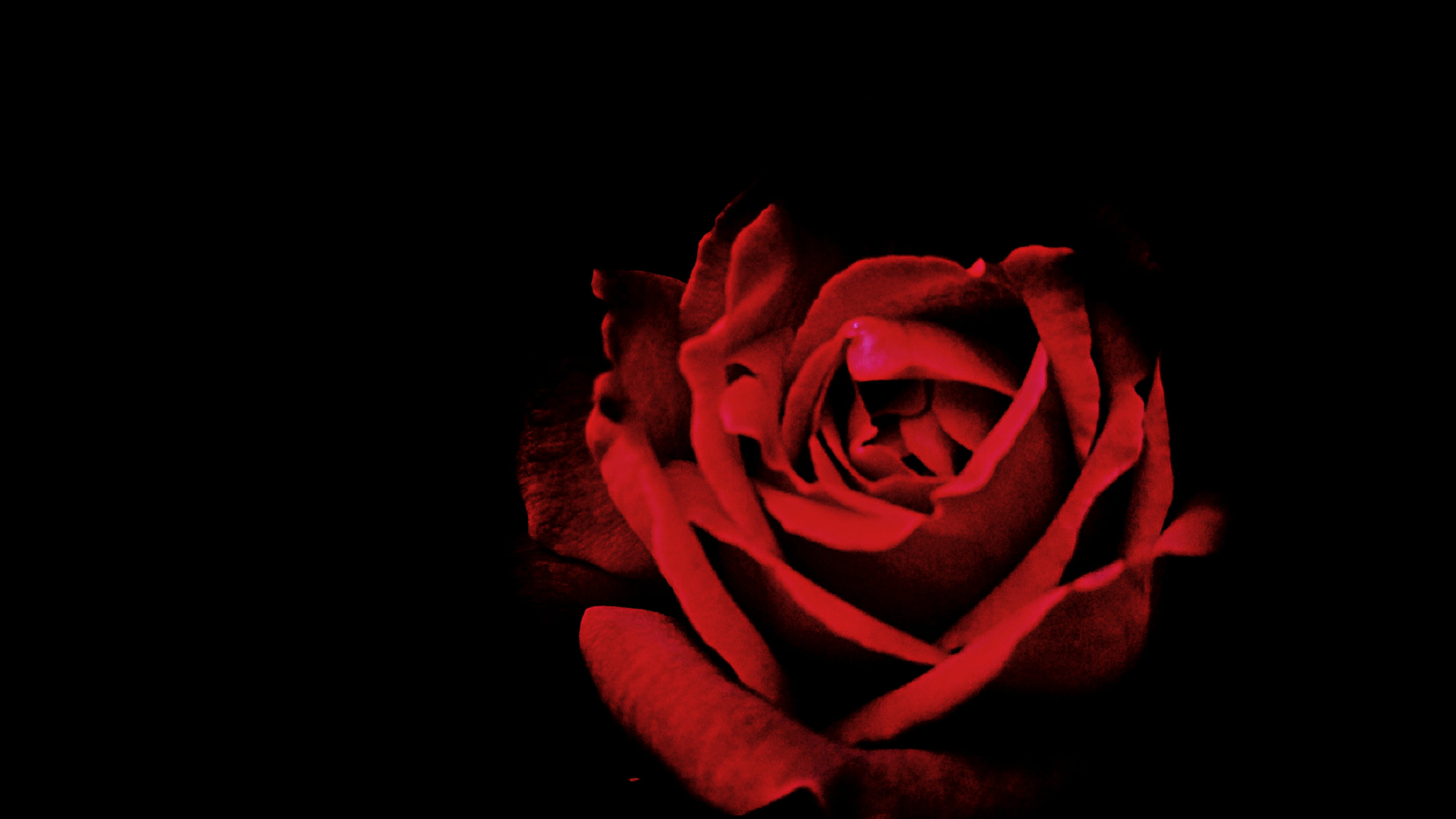 vulnerability, rose - Flower, beauty in nature, studio shot, nature, flowering plant, freshness, love, red, close-up, no people, 2K, black background, HD Wallpaper