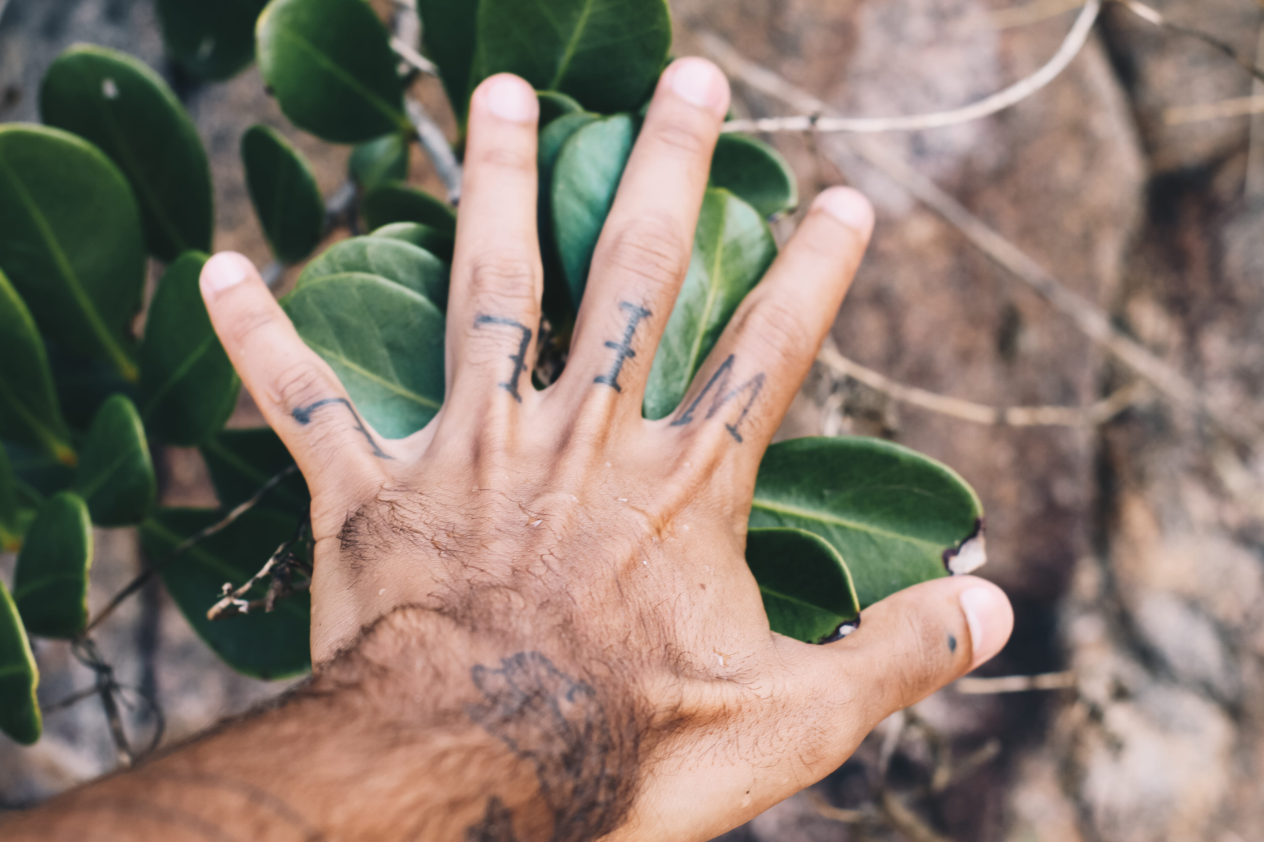 real people, human hand, one person, soil, green color, finger, high angle view, henna, toad, day, animal, outdoors, 5K, plants, wildlife, gardening, person, HD Wallpaper