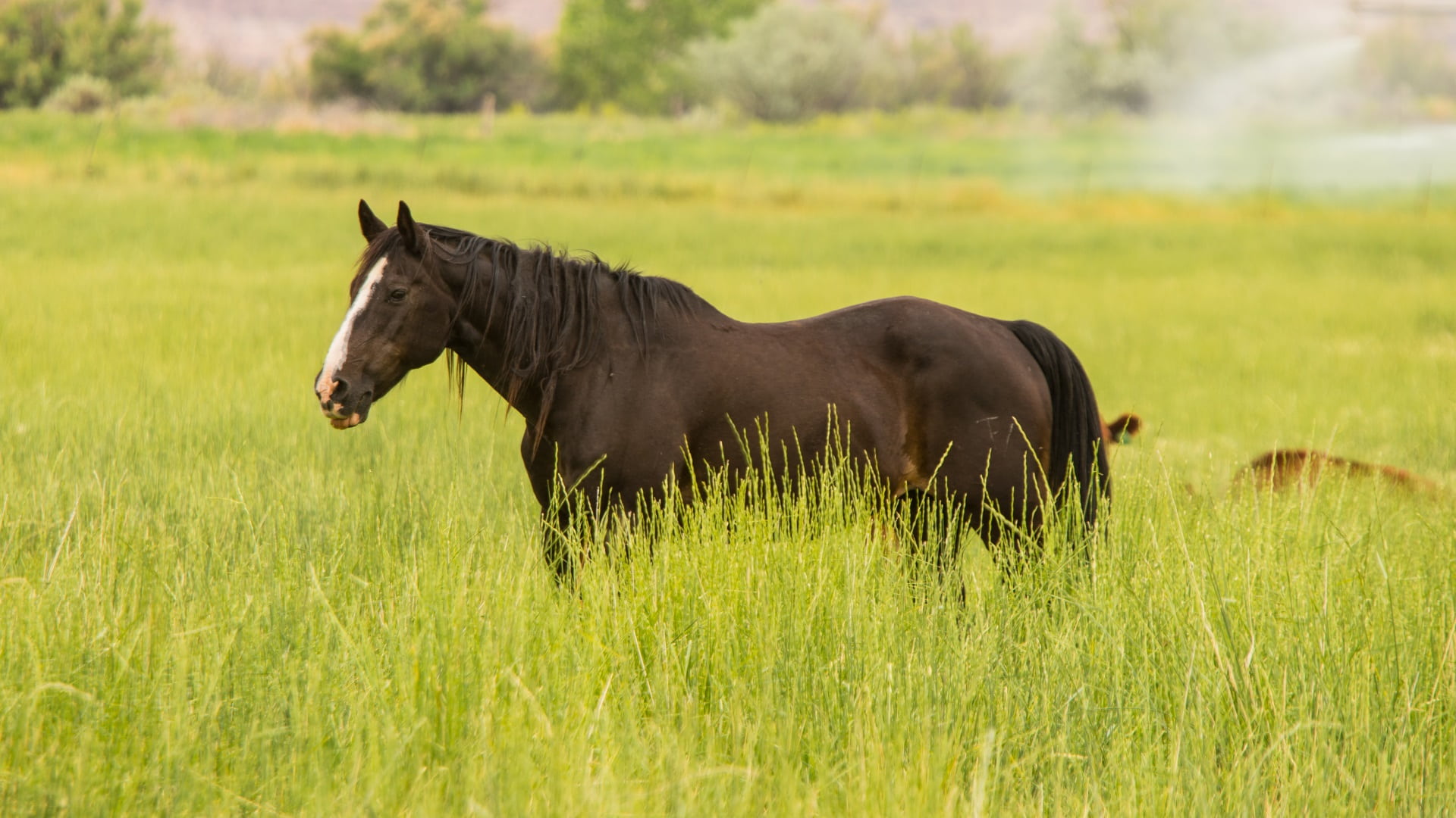 grass, green color, horse, domestic animals, no people, agriculture, day, black, plant, landscape, outdoors, animal themes, animal wildlife, domestic, livestock, HD Wallpaper