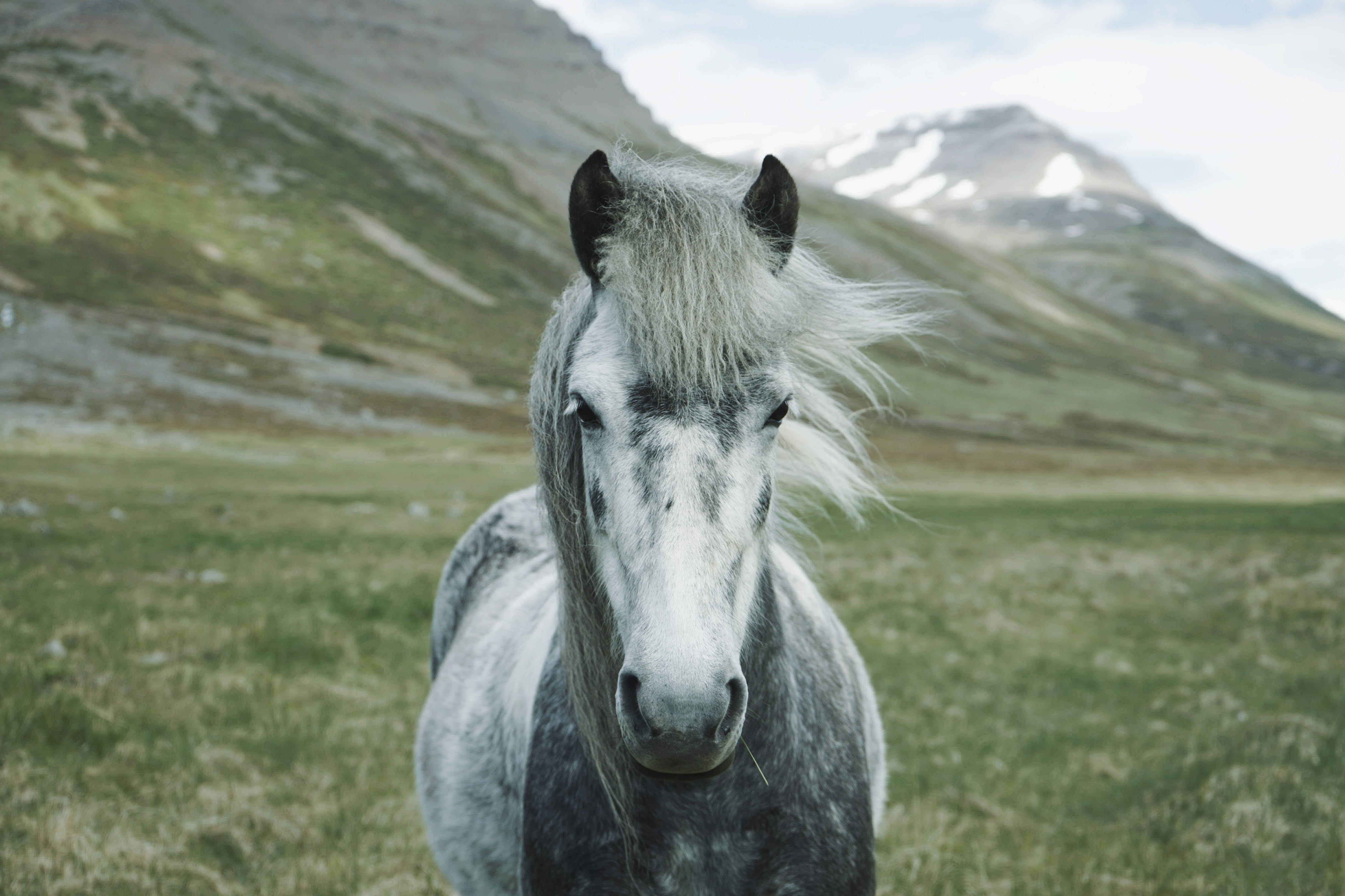 animal head, one animal, photography, equine, standing, gray, meadow, focus on foreground, beauty In Nature, stallion, close, mountain, animal body part, HD Wallpaper
