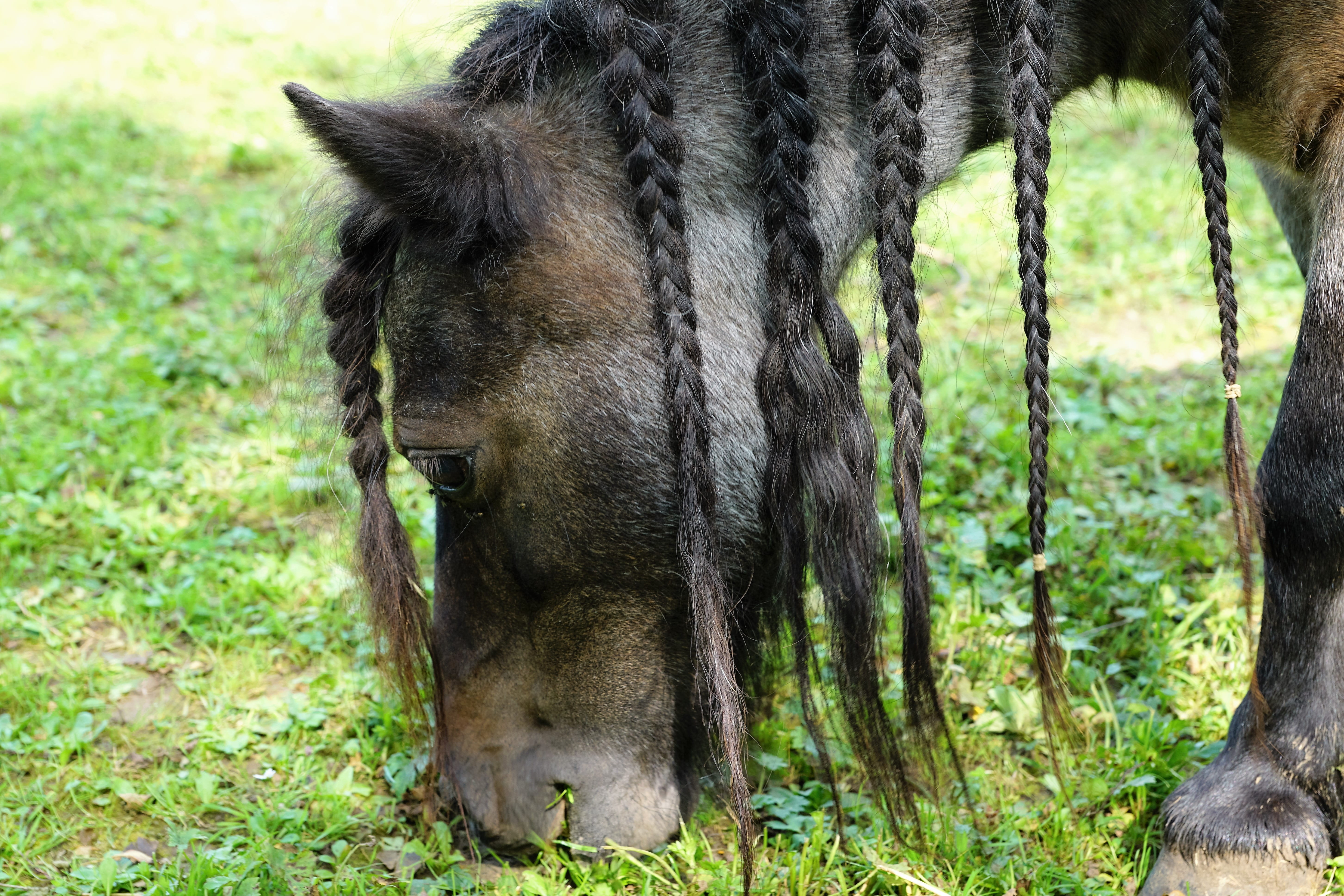 plant, mane, animal body part, brown, mammal, food, hof, one animal, enjoy, field, old, mold, ride, pets, herbivorous, autumn, outdoors, out, young, ps, HD Wallpaper