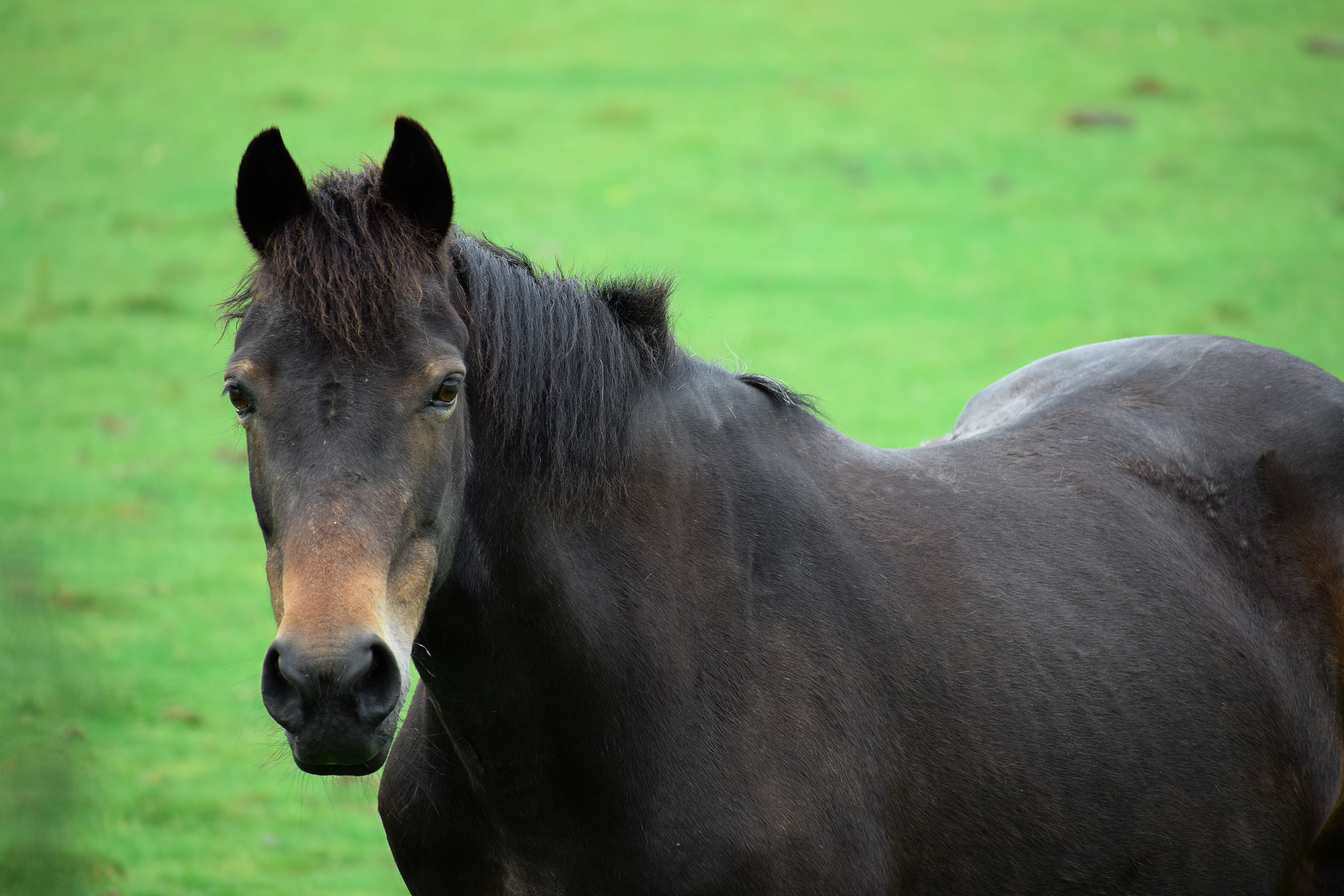 uk, horse riding, purebred, farm animal, domestic animals, landscape, colorful, outdoor, horse, looking at camera, photo, equine, active, domestic, neck, HD Wallpaper