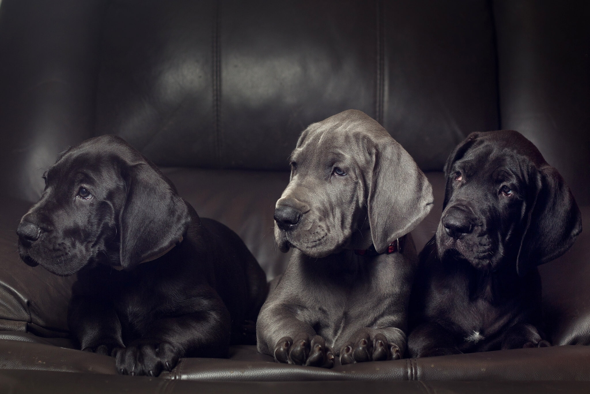 Dog, Puppy, Dogs, 1080P, Great Dane, HD Wallpaper