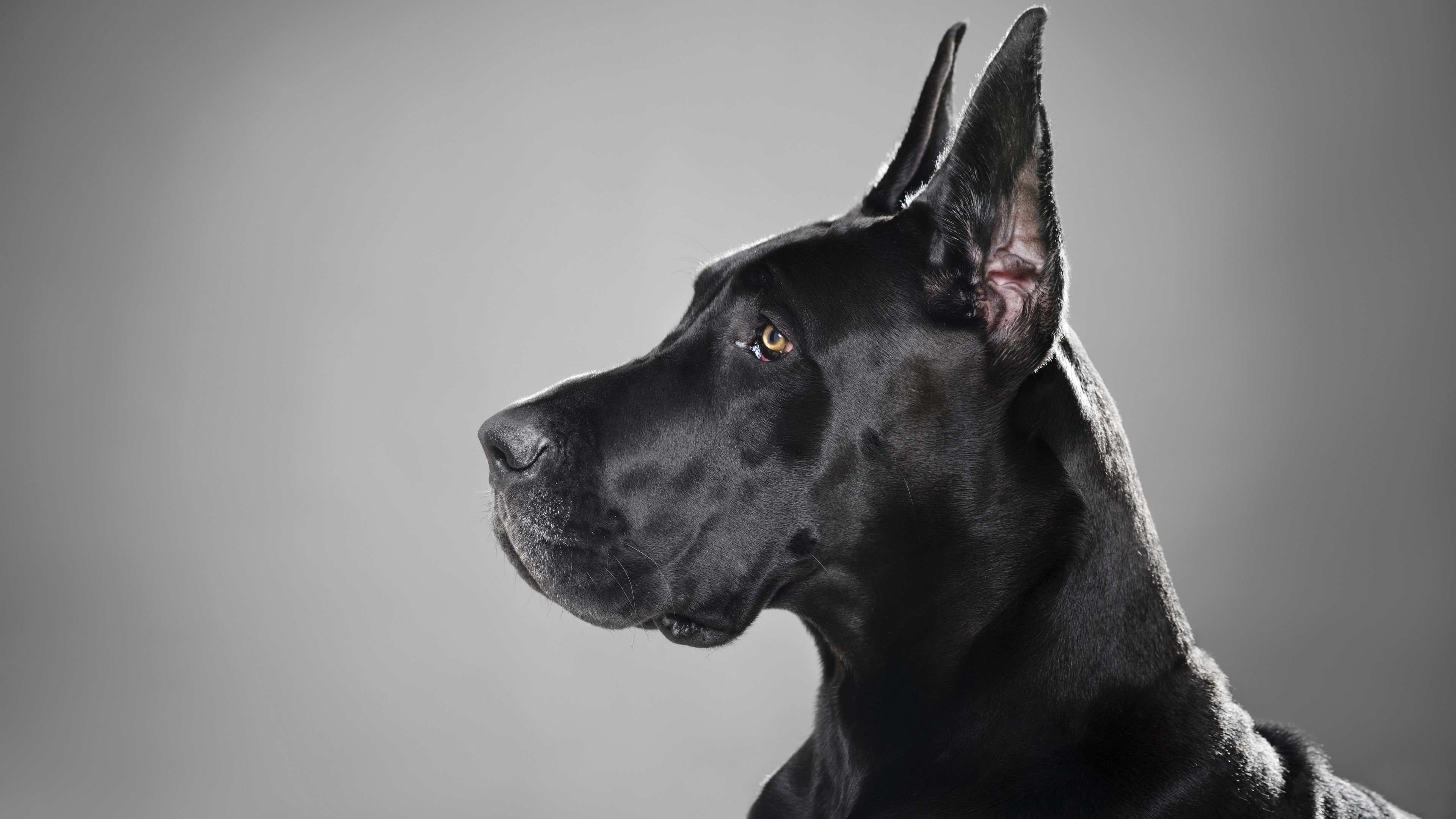 looking, animal head, canine, indoors, animal, domestic animals, no people, looking away, studio shot, vertebrate, 4K, purebred dog, pets, domestic, mammal, HD Wallpaper
