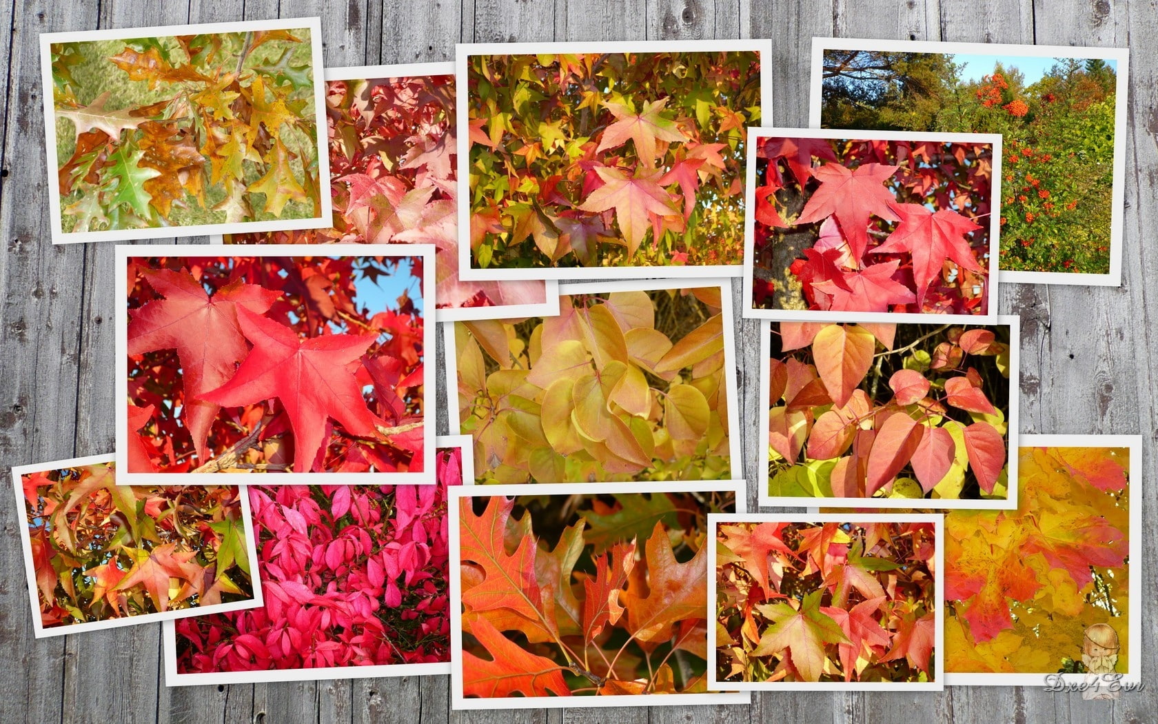 leaves, hd, barn, autumn, collage, fall, washington, 720P, widescreen, nature, seasons, foliage, HD Wallpaper