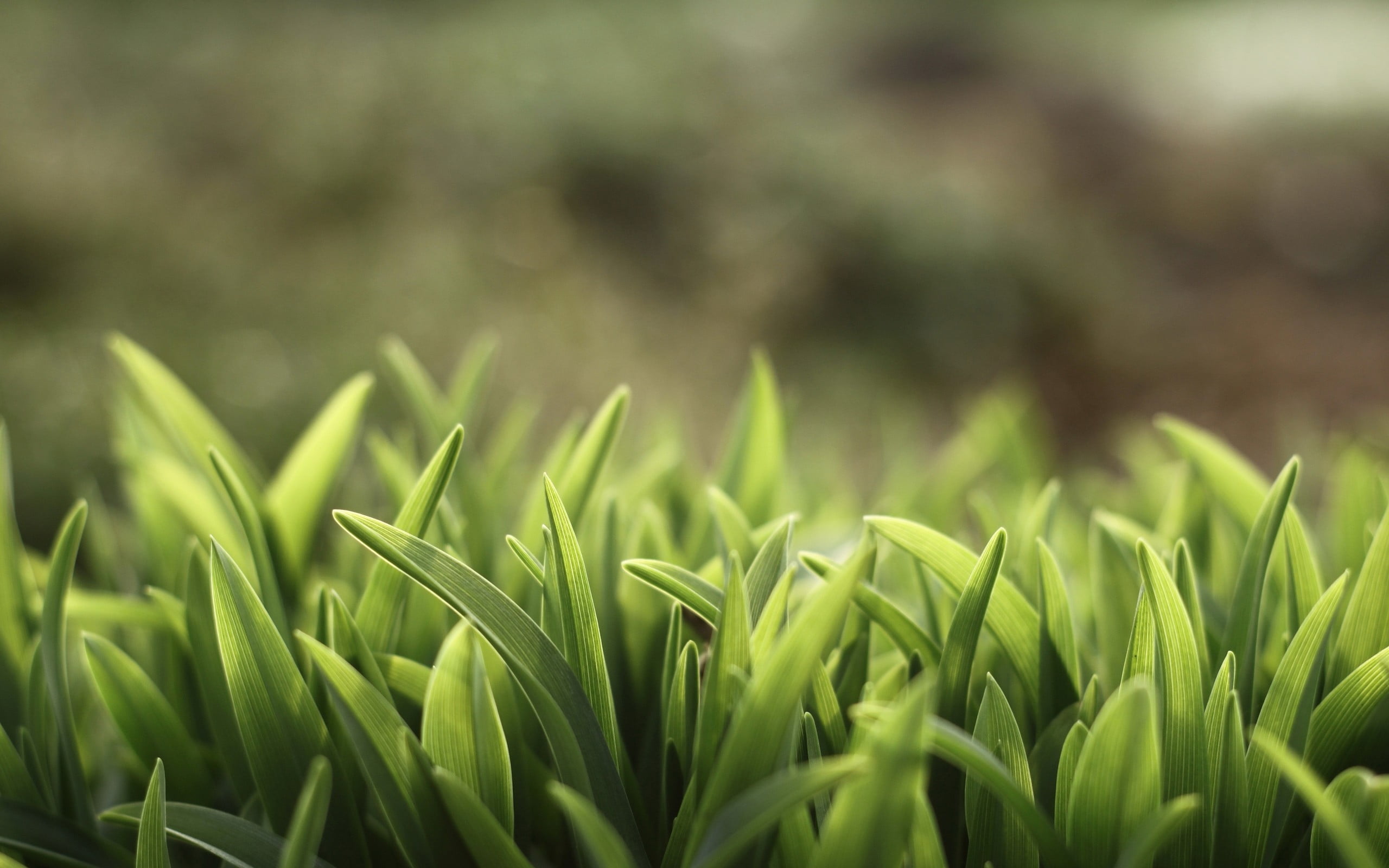 landscape, close-up, rural scene, outdoors, day, grasses, plant, land, field, selective focus, crop, photography, close, 2K, blade of grass, grass, plantation, HD Wallpaper