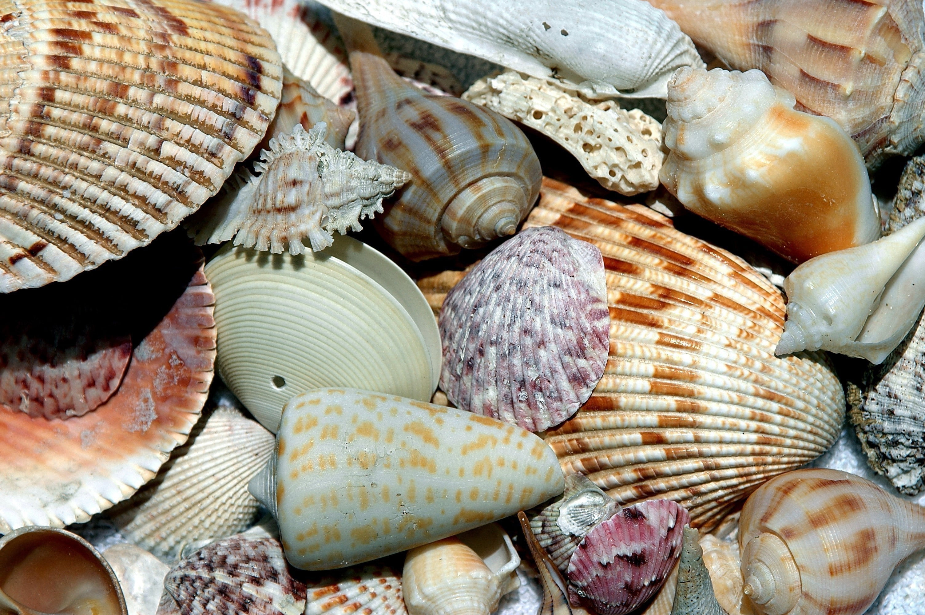 seashells, close-up, beach shell, variation, shell, vacation, patterns, animal, full frame, day, 2K, design, textured, travel, seafood, food, sand, nature, HD Wallpaper