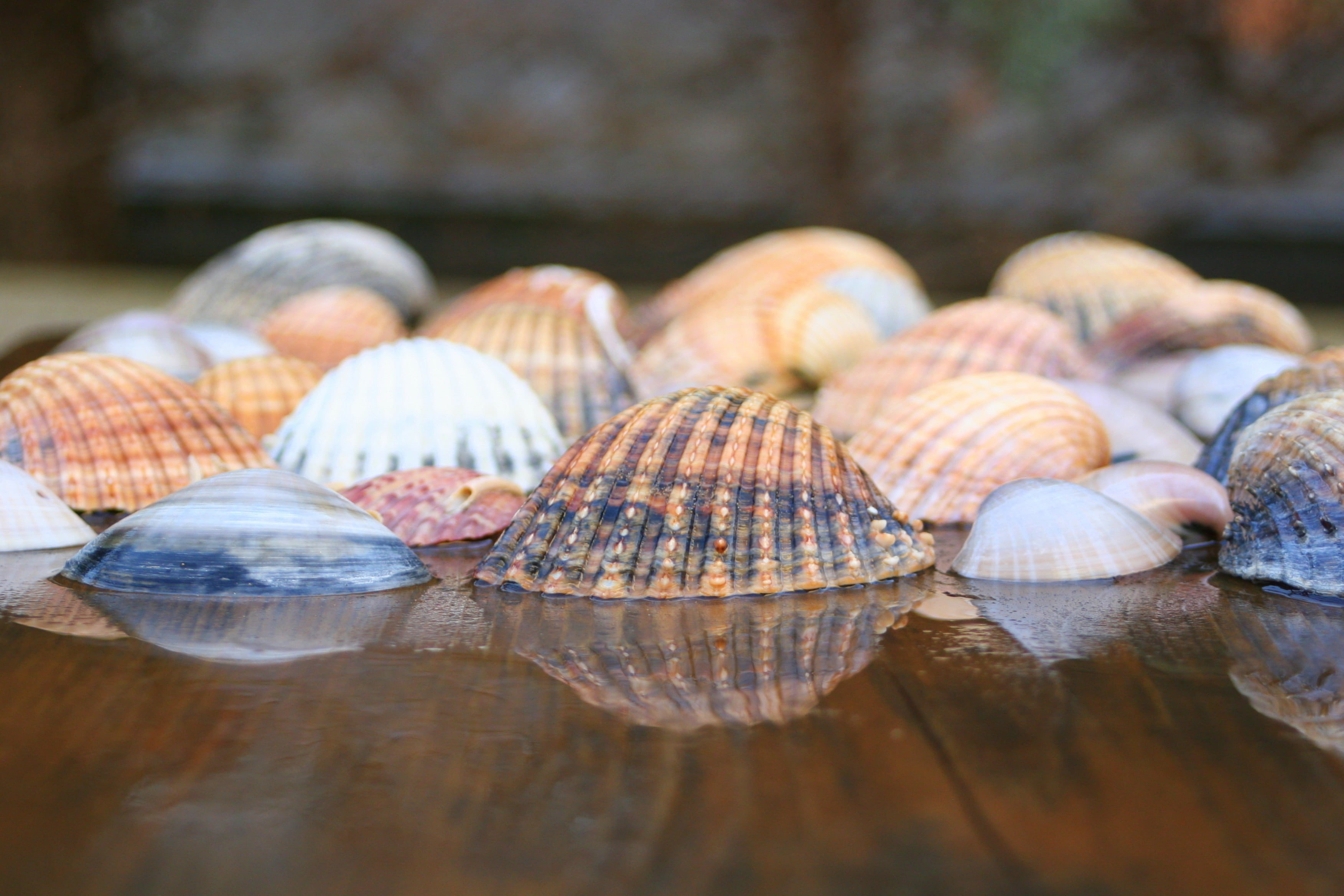 pretty, summer, animal Shell, shell, animal, holiday, remembrance, healthy eating, food and drink, beautiful, selective focus, seashore, collection, decor, HD Wallpaper