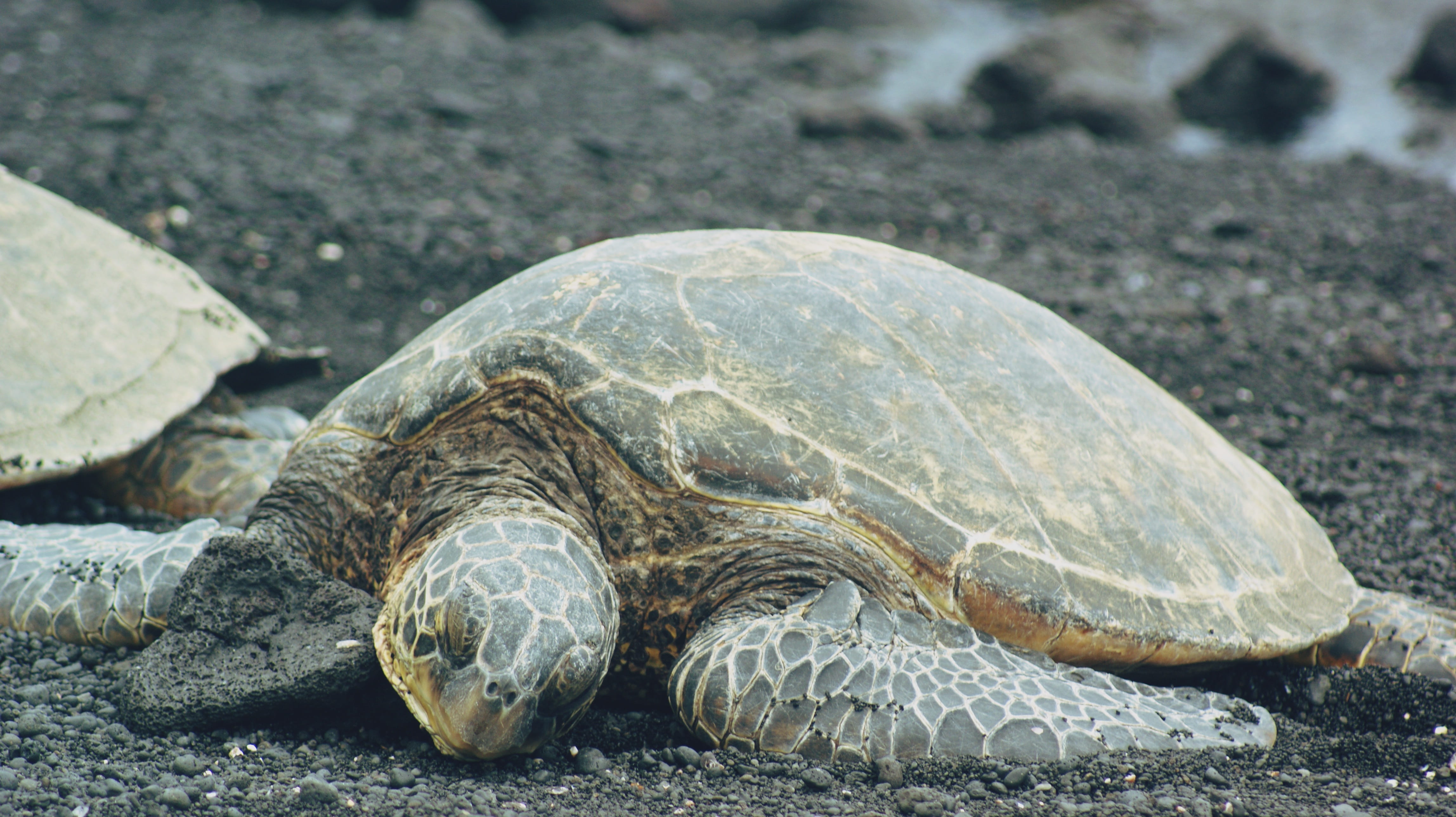 blue, solid, young, sand, animal shell, marine, vertebrate, 4K, endangered, hawaiian, icon, wildlife, seashore, tortoise shell, rock - object, green, tourism, HD Wallpaper