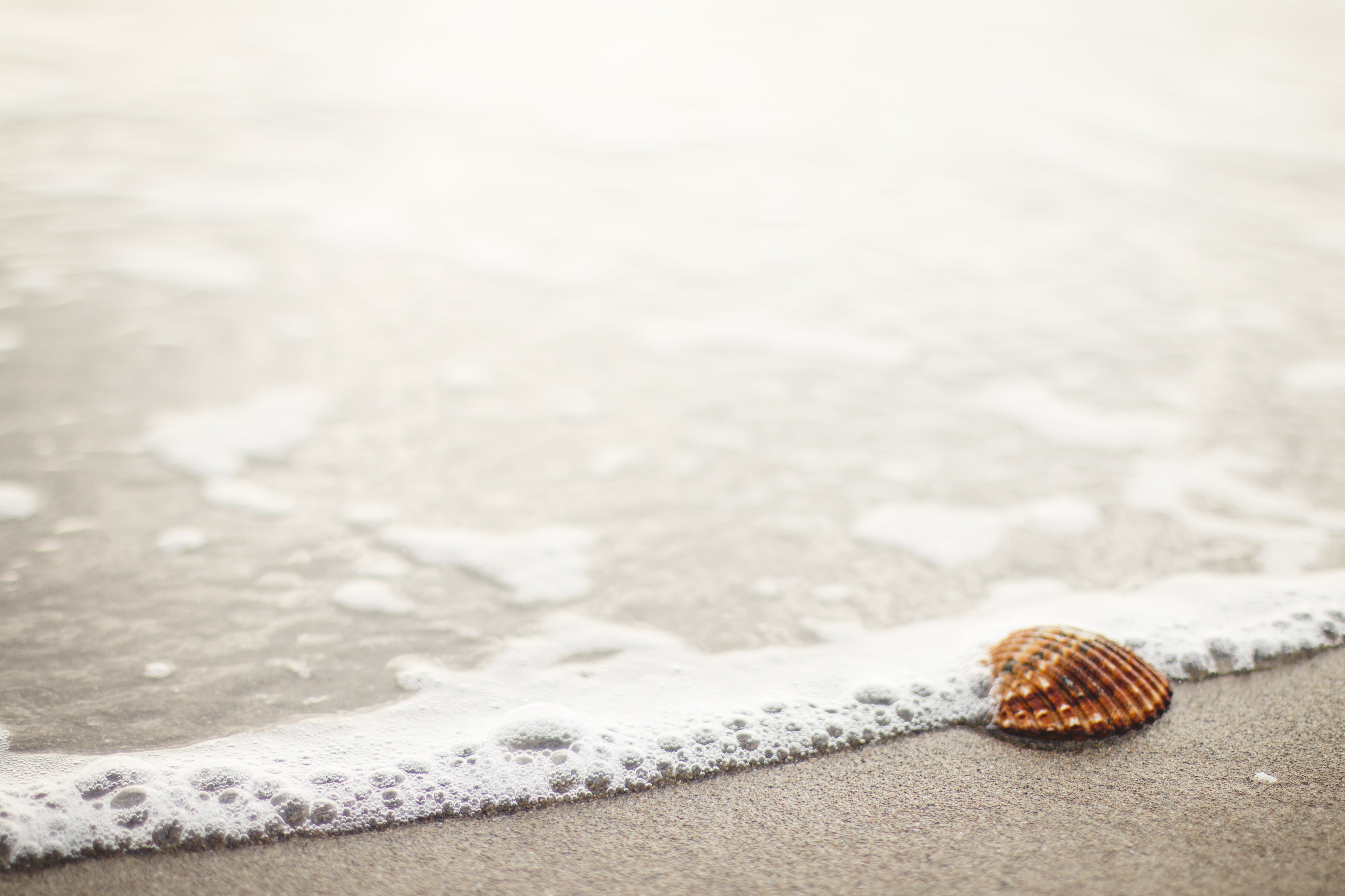 nature, animal shell, marine, animal, 5K, shore, seashore, land, water, wave, seaside, sand, single object, seashell, outdoors, shell, brown, close-up, HD Wallpaper