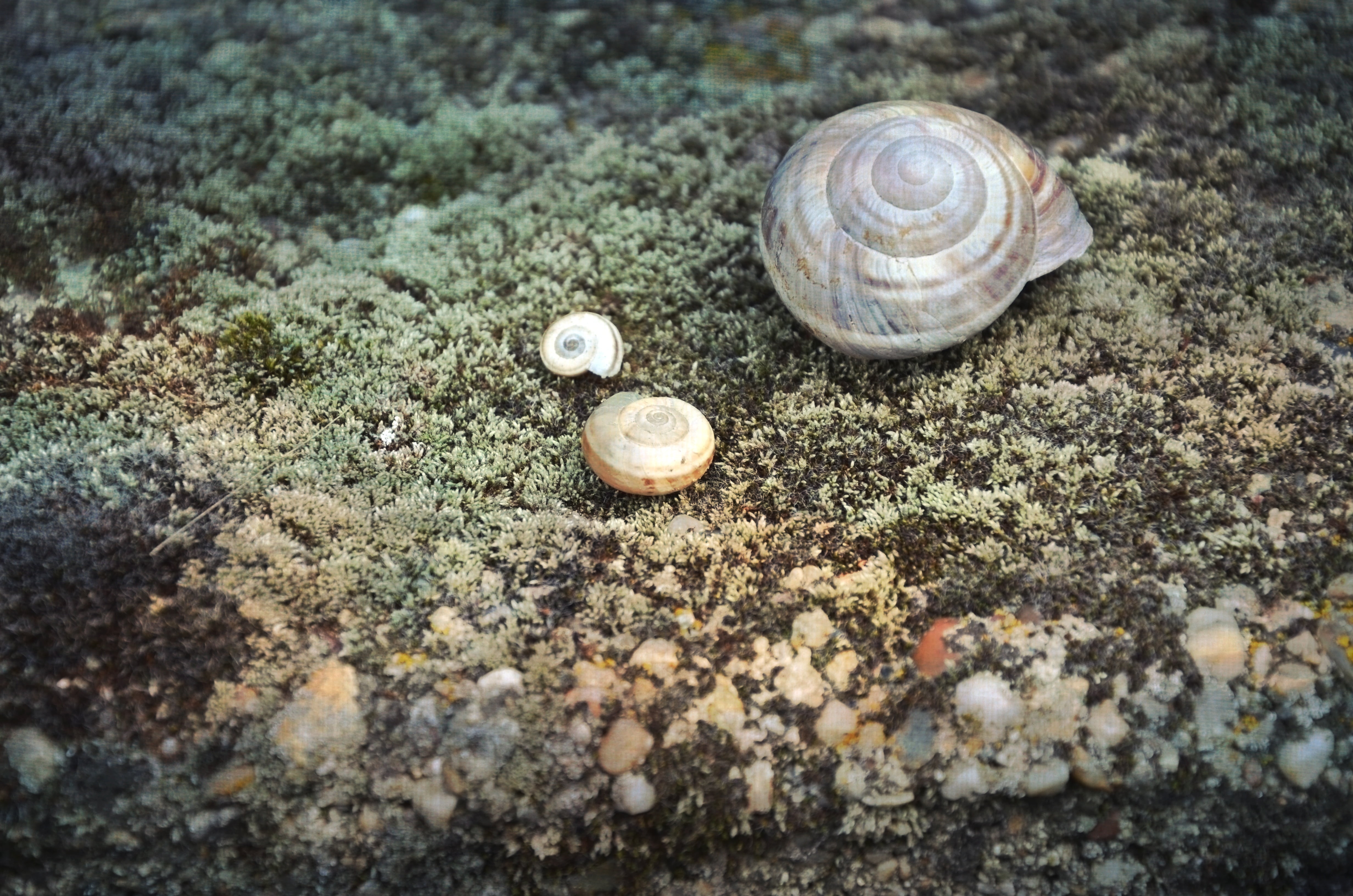 animal shell, marine, aquatic, beach, surface level, outdoors, day, wildlife, design, natural, high angle view, exotic, 4K, animal wildlife, close-up, HD Wallpaper