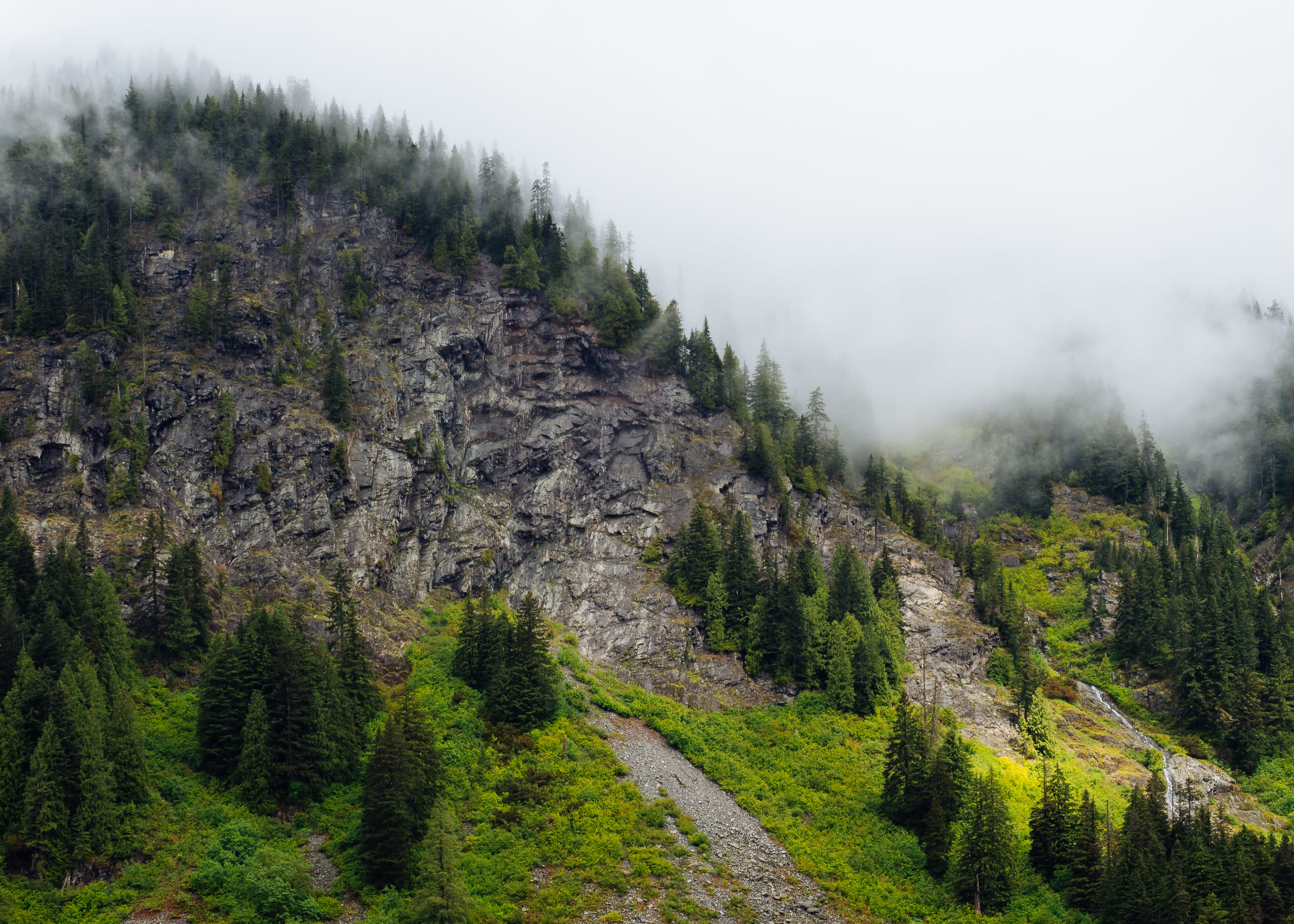non-urban scene, washington state, green, land, wilderness, day, plant, photo, pine, beauty in nature, 4K, olympu, idyllic, tranquility, cloud, sky, growth, HD Wallpaper