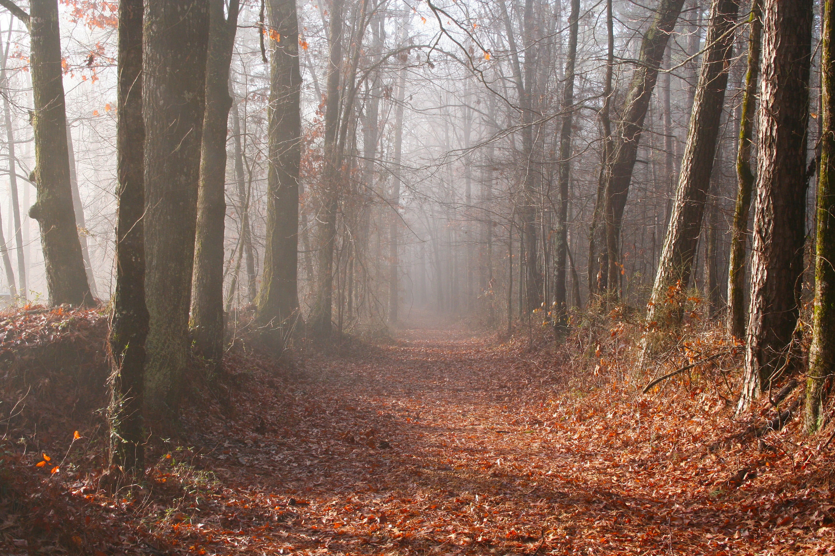 sunlight, autumn collection, plant, season, Foggy, fog, Mississippi, 2K, tranquility, green Color, outdoors, path, land, mist, trail, leaf, trunk, landscape, HD Wallpaper
