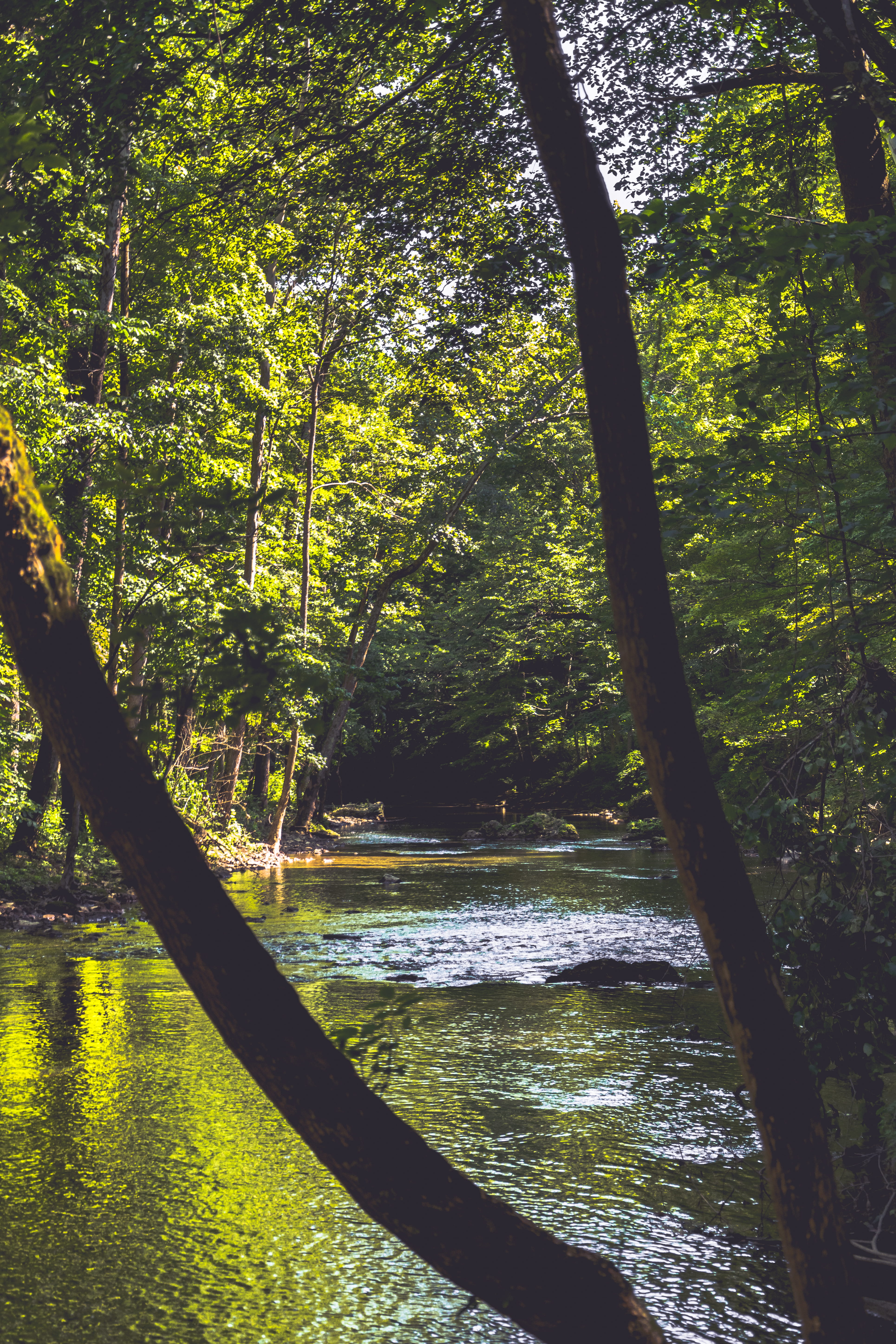 flowing water, water, tree, yellow springs, flowing, green, forest, day, no people, jurassic park, 5K, nature, isla sorna, clifton gorge state nature preserve, Phone HD Wallpaper