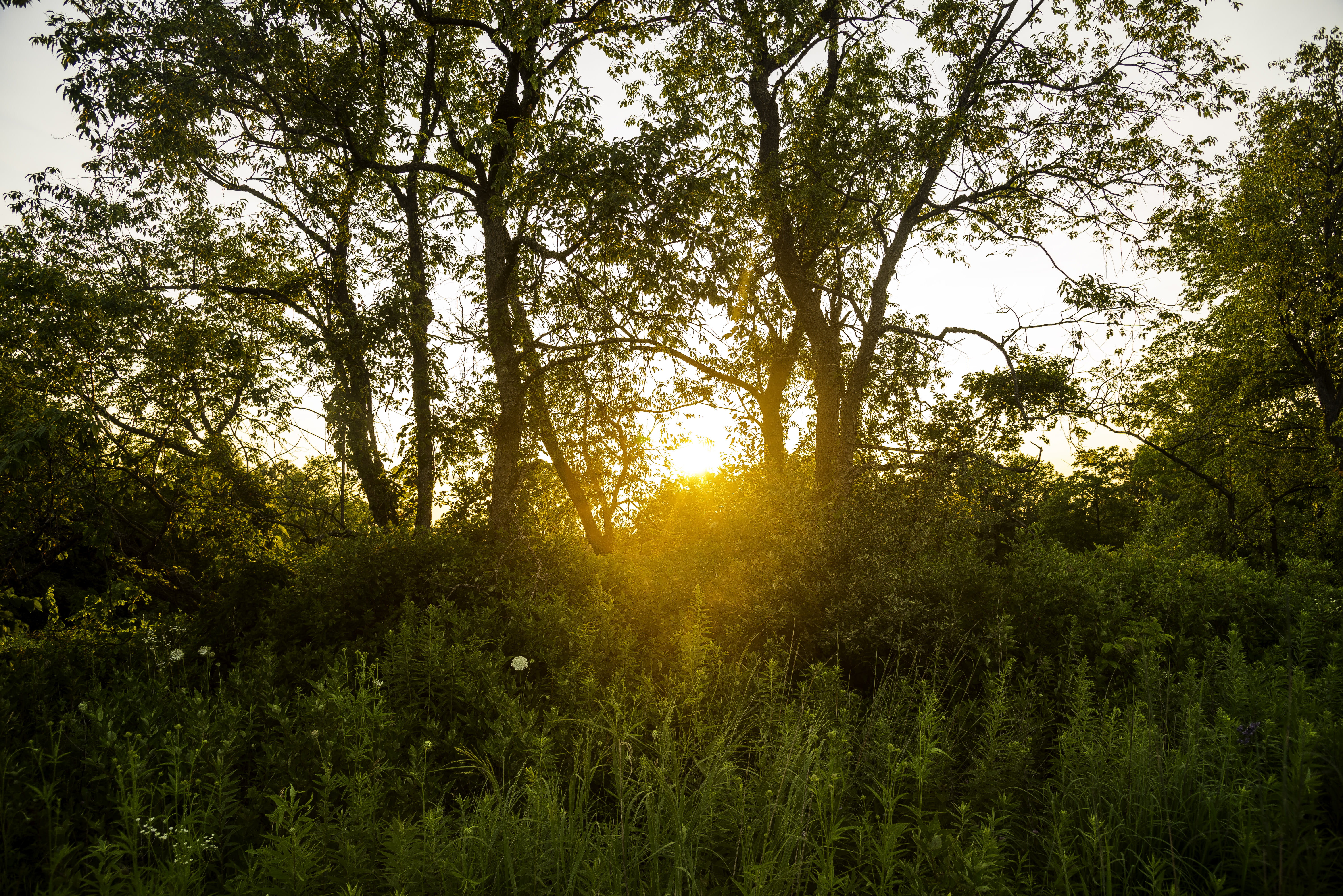 springtime, green Color, landscape, state, no People, scenics, beauty In Nature, light - Natural Phenomenon, plains, sky, growth, cross, sunset, grass, HD Wallpaper