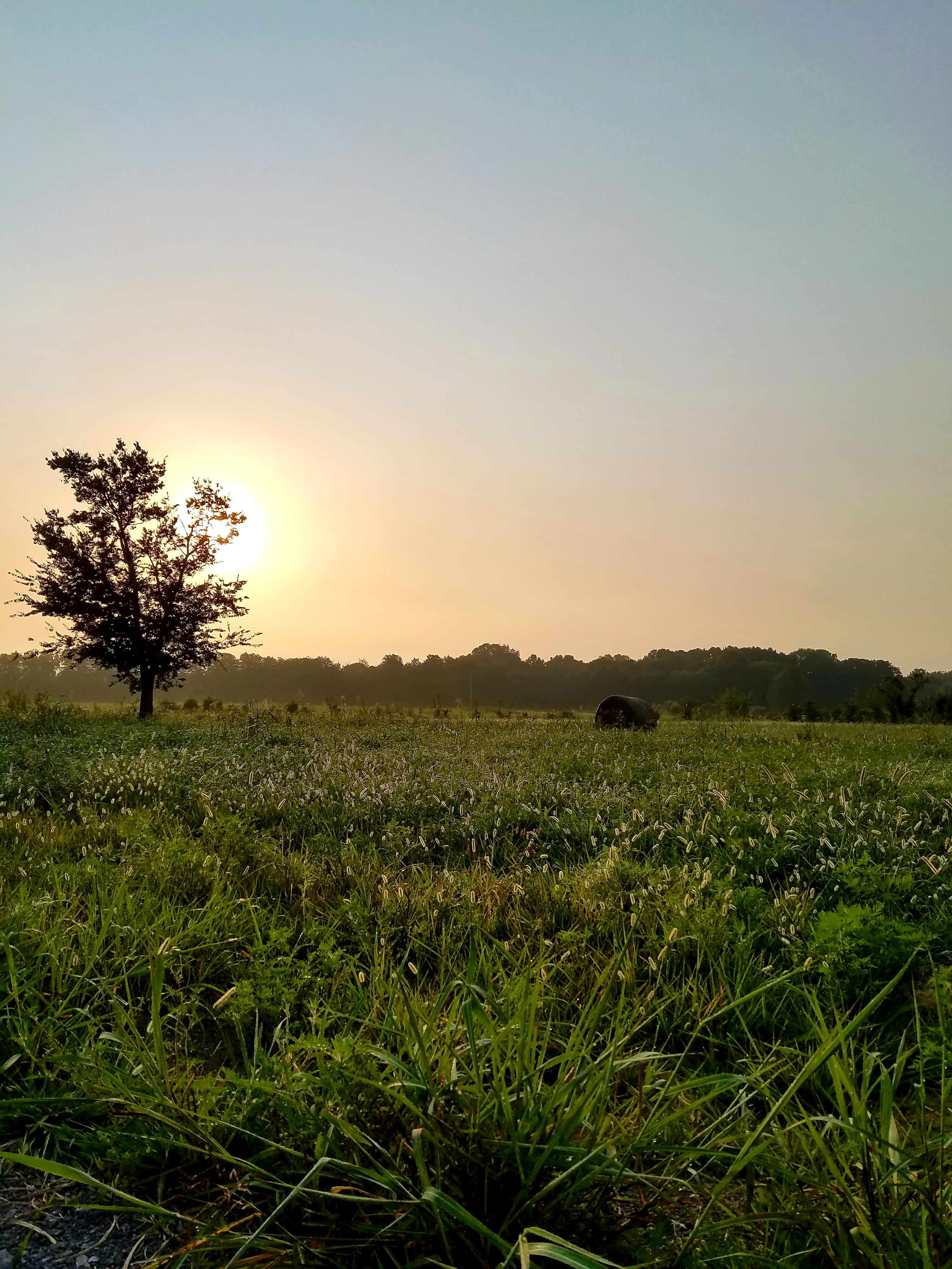 plant, outdoors, morning light, rural scene, united states, land, field, tranquil scene, morning, sunrise, 1054 rhonda dr, beauty in nature, nature, landscape, Phone HD Wallpaper
