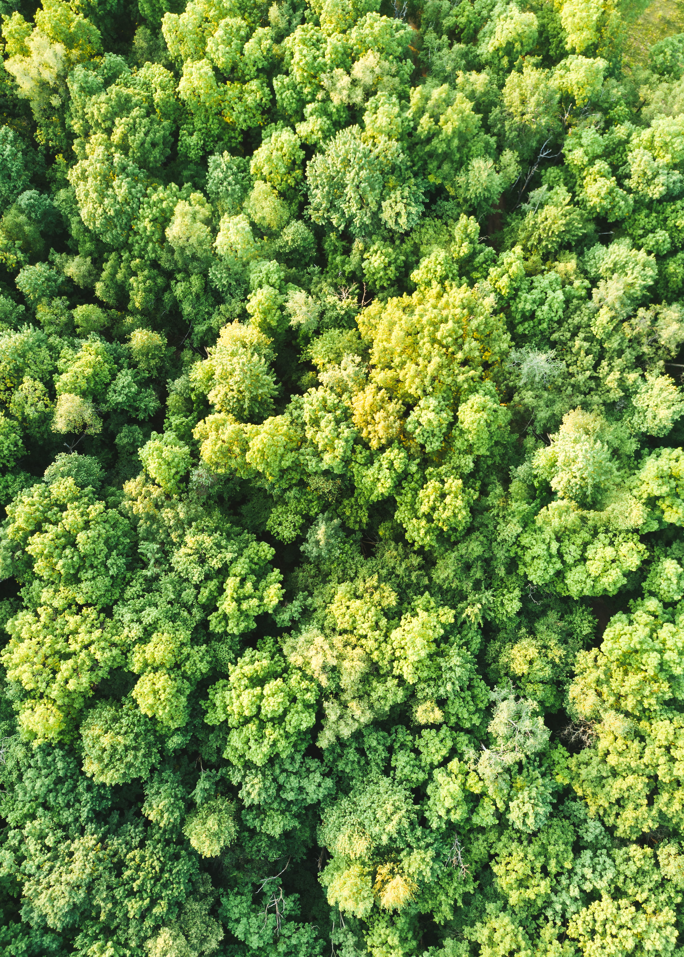 midwest, green color, plant, outdoors, vegetable, cross plains, nature, vertical, indian lake park, green, wisconsin, growth, close-up, full frame, food and drink, Phone HD Wallpaper